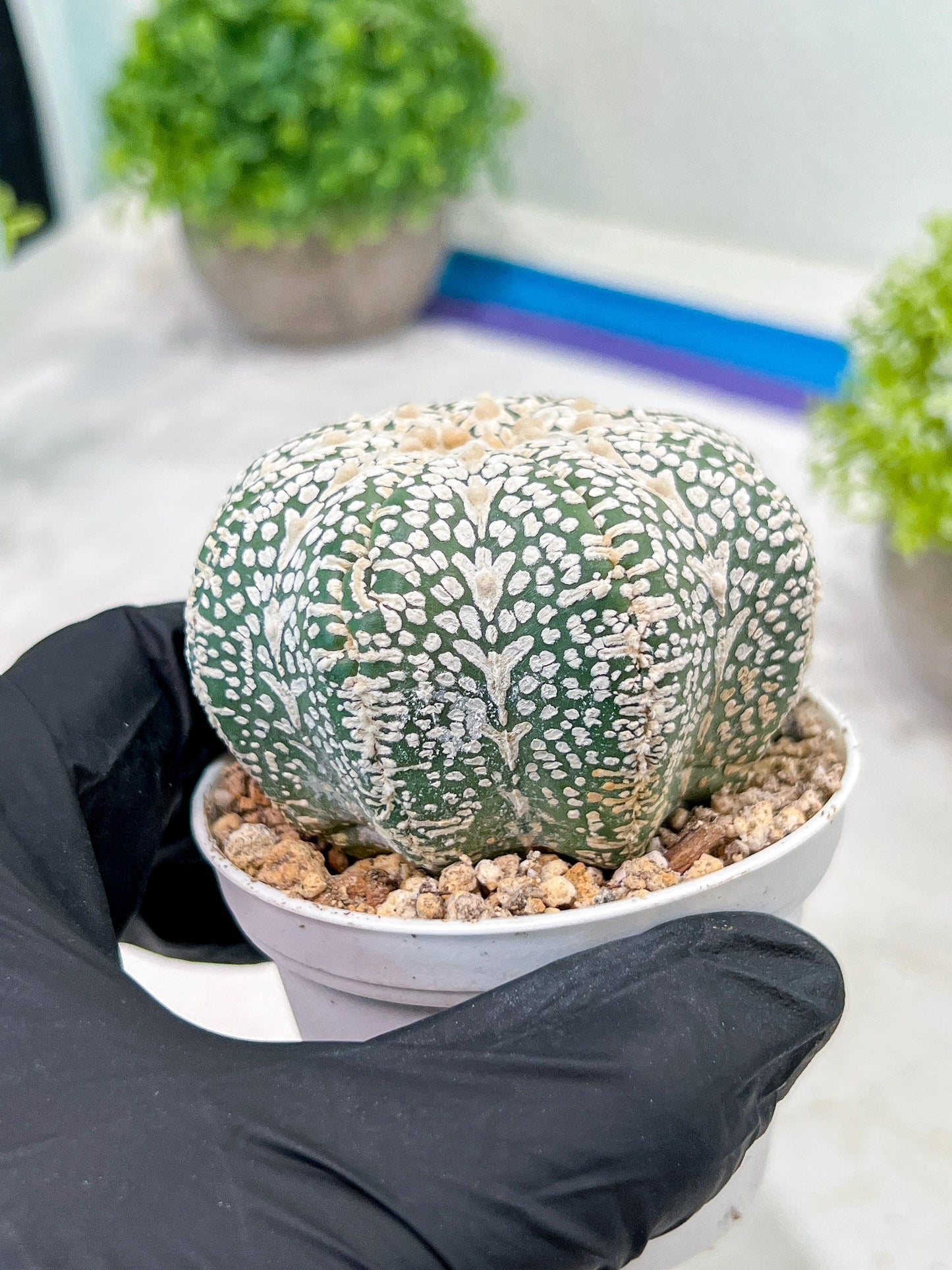 Custom Order- We’ll send you the exact live plant pictured (T3) (o5) | USA Plant SHOP | 3" Pot