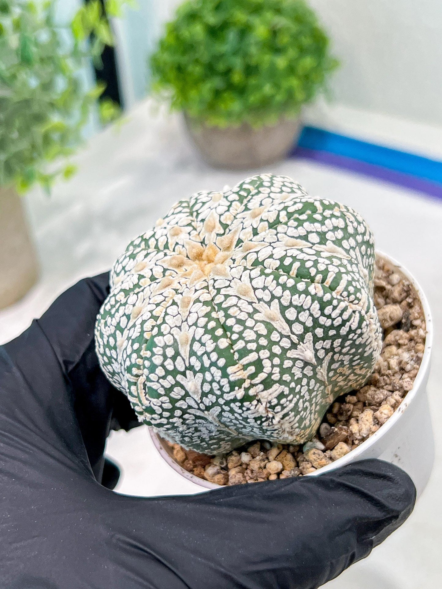 Custom Order- We’ll send you the exact live plant pictured (T3) (o5) | USA Plant SHOP | 3" Pot