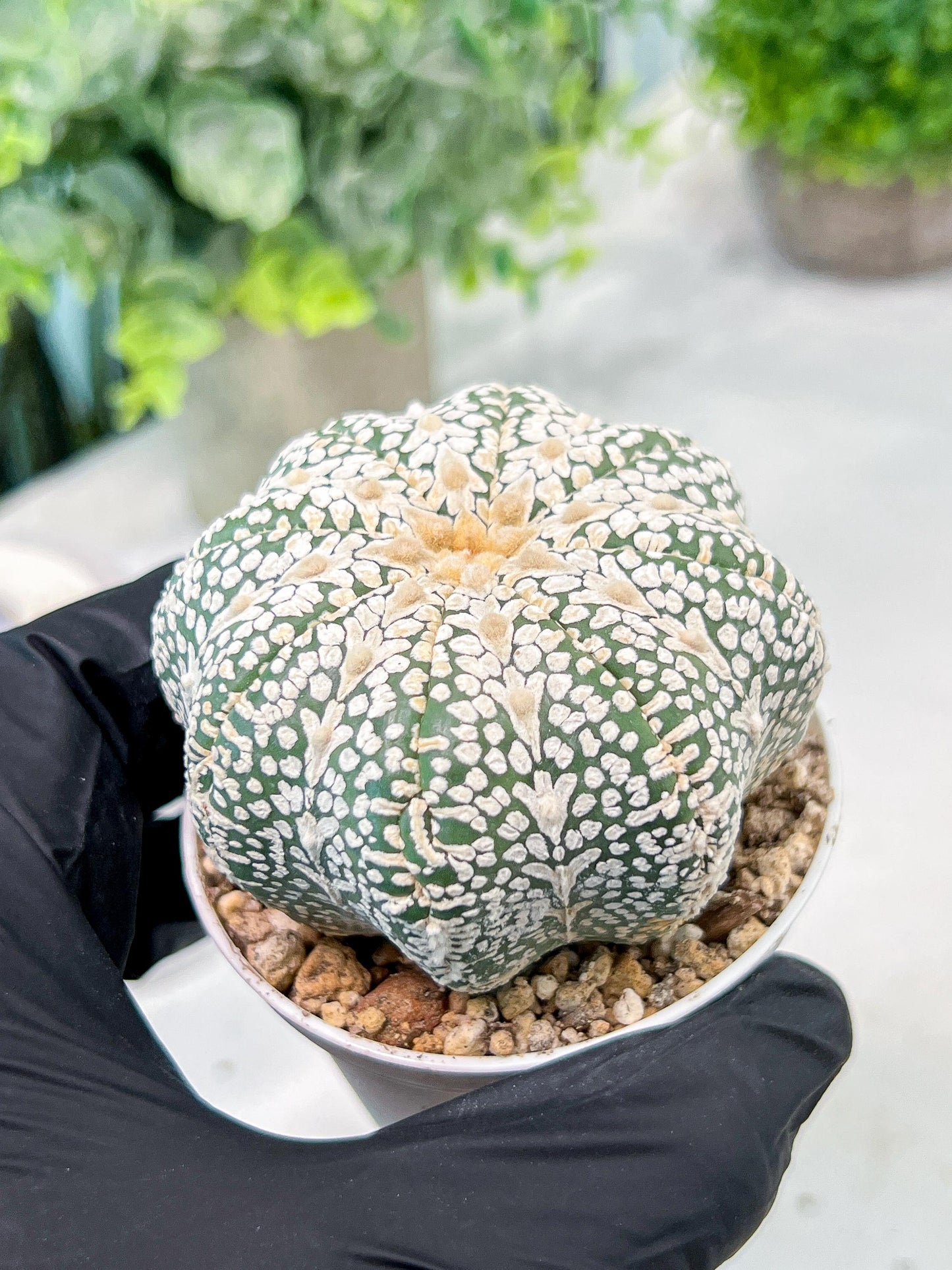 Custom Order- We’ll send you the exact live plant pictured (T3) (o5) | USA Plant SHOP | 3" Pot