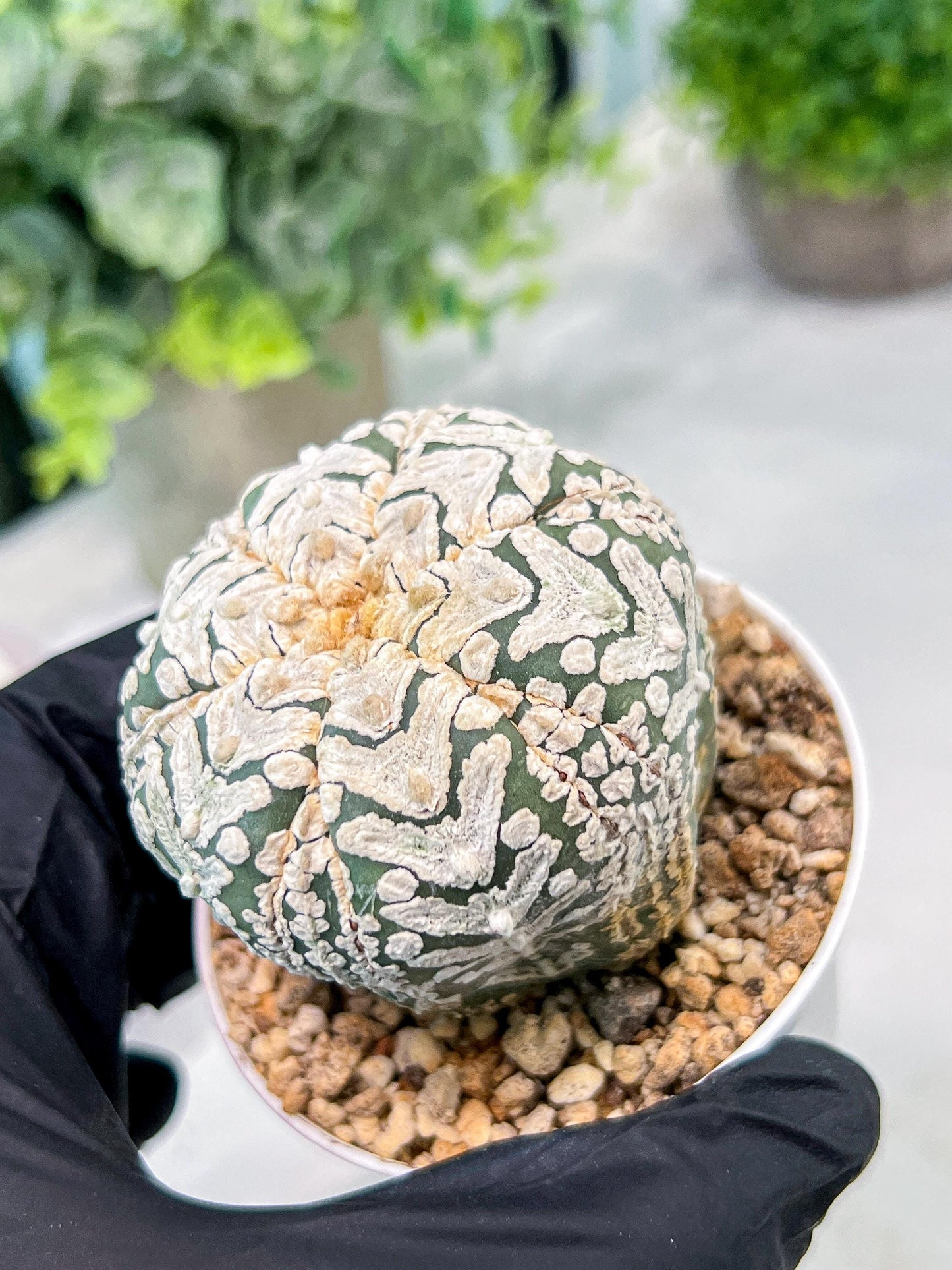 Custom Order- We’ll send you the exact live plant pictured (T3) (o6) | Ship from USA | 3" Pot