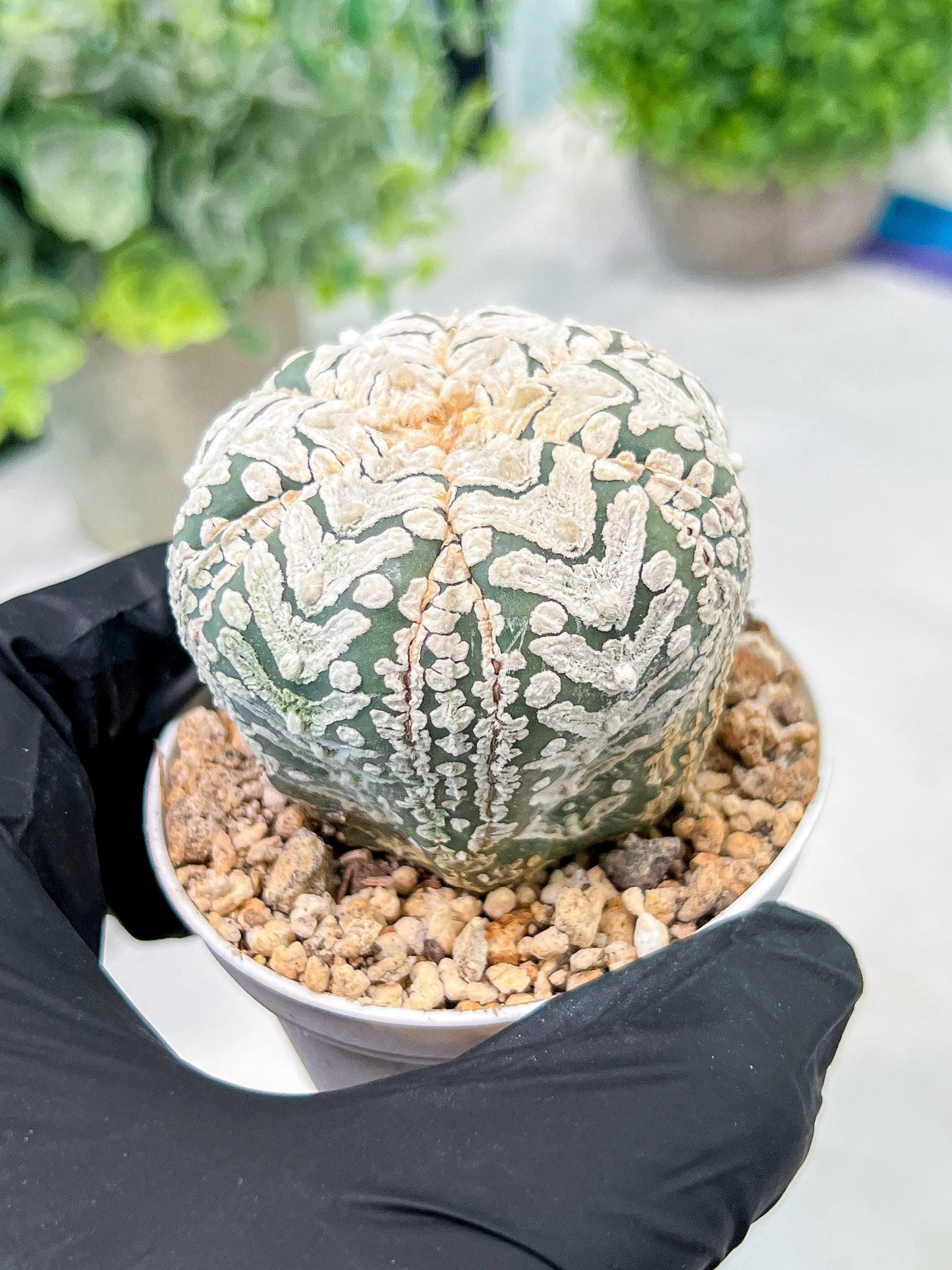 Custom Order- We’ll send you the exact live plant pictured (T3) (o6) | Ship from USA | 3" Pot