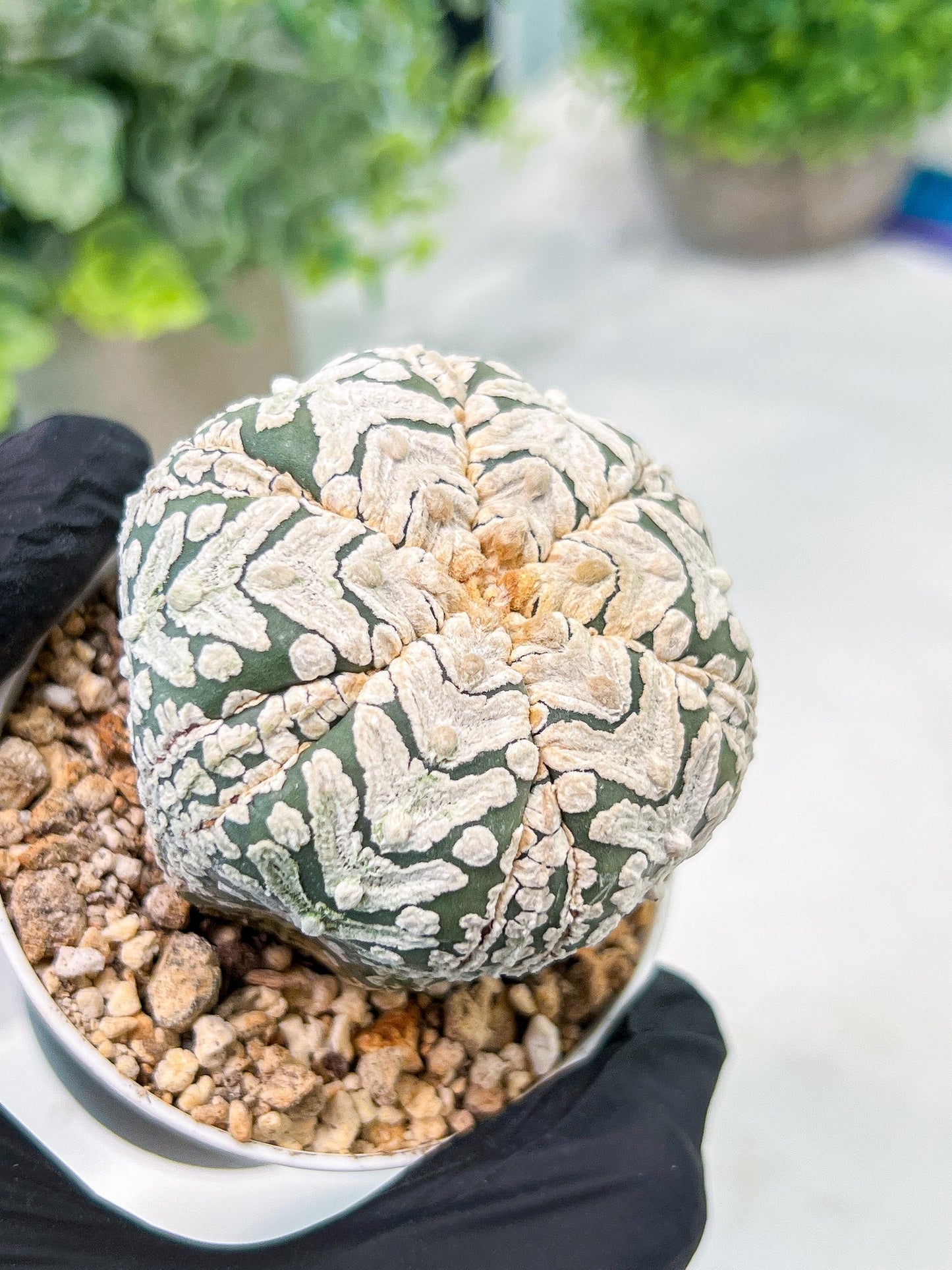 Custom Order- We’ll send you the exact live plant pictured (T3) (o6) | Ship from USA | 3" Pot