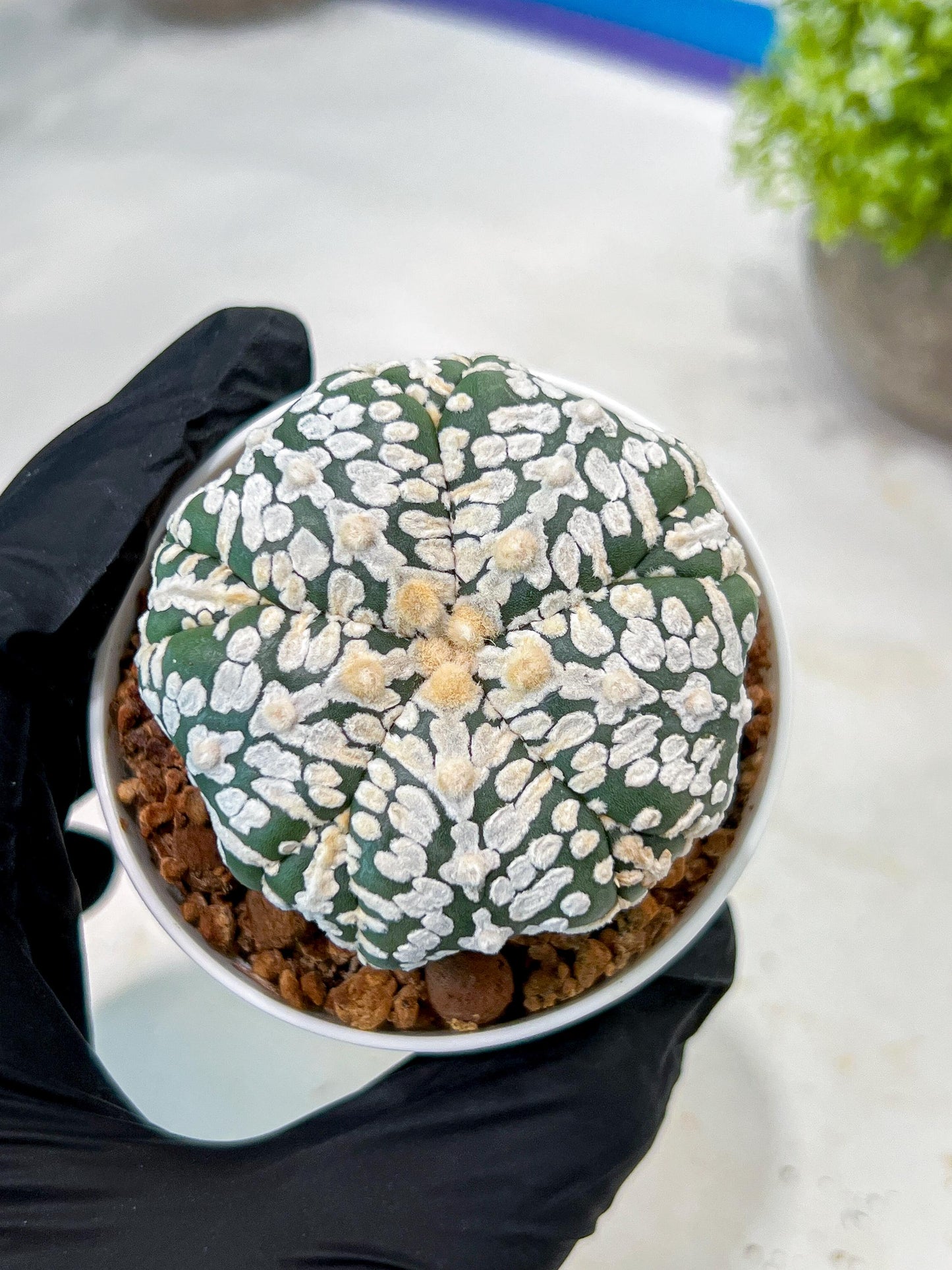 Custom Order- We’ll send you the exact live plant pictured (T3) (o7) | Las Vegas Seller | 3" Pot
