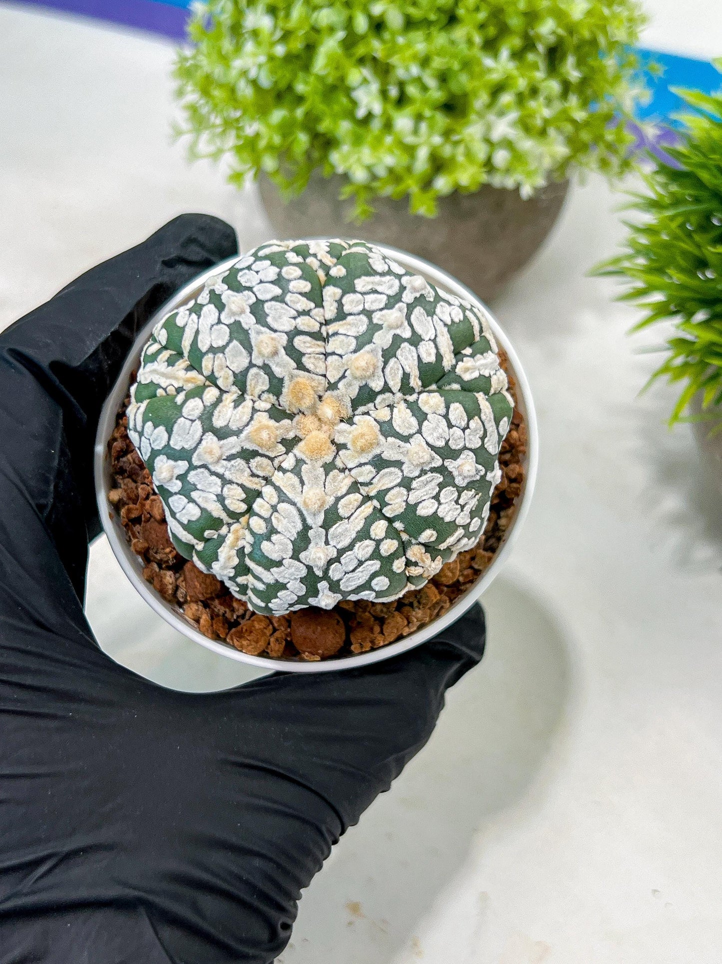 Custom Order- We’ll send you the exact live plant pictured (T3) (o7) | Las Vegas Seller | 3" Pot