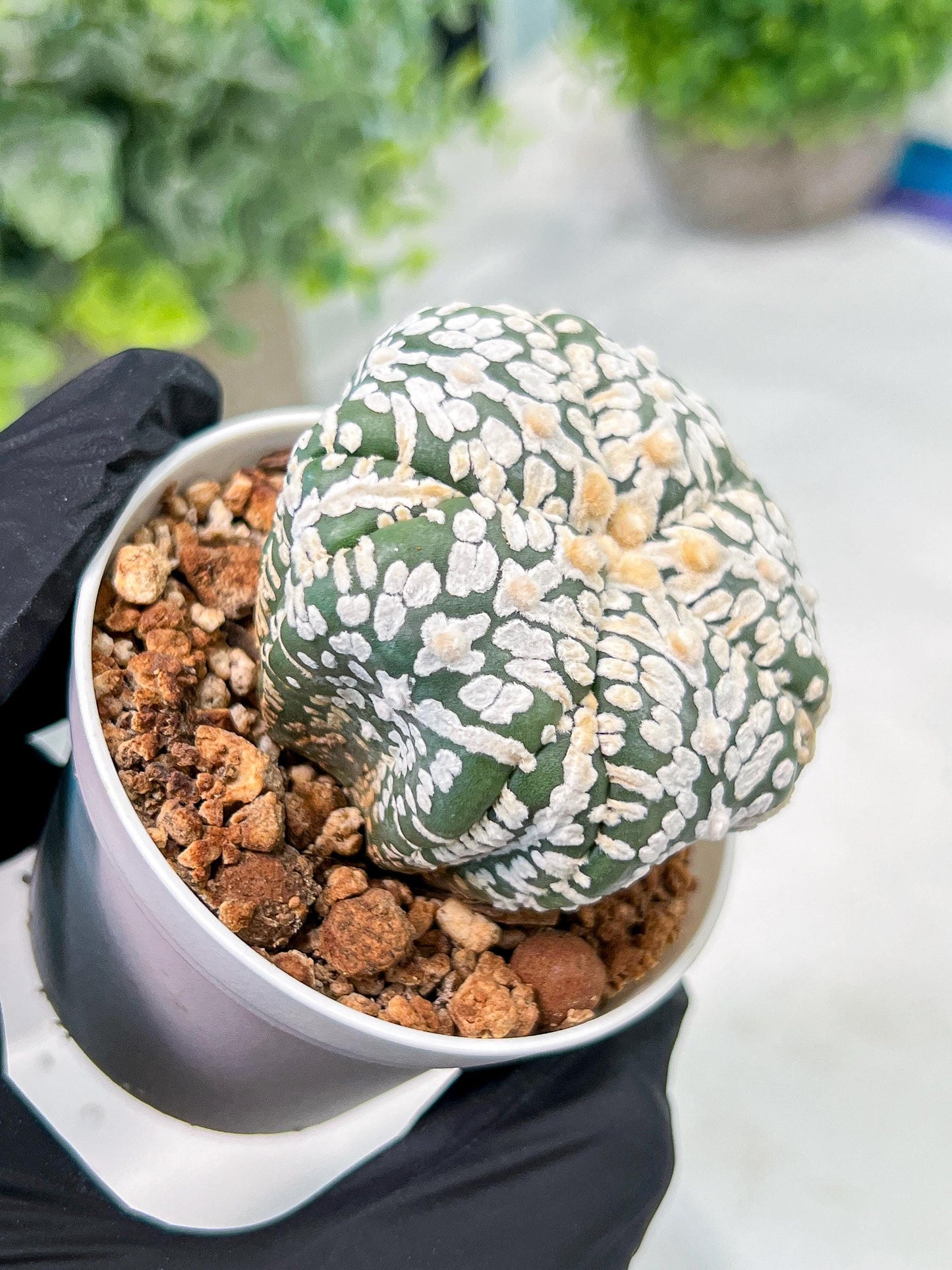 Custom Order- We’ll send you the exact live plant pictured (T3) (o7) | Las Vegas Seller | 3" Pot