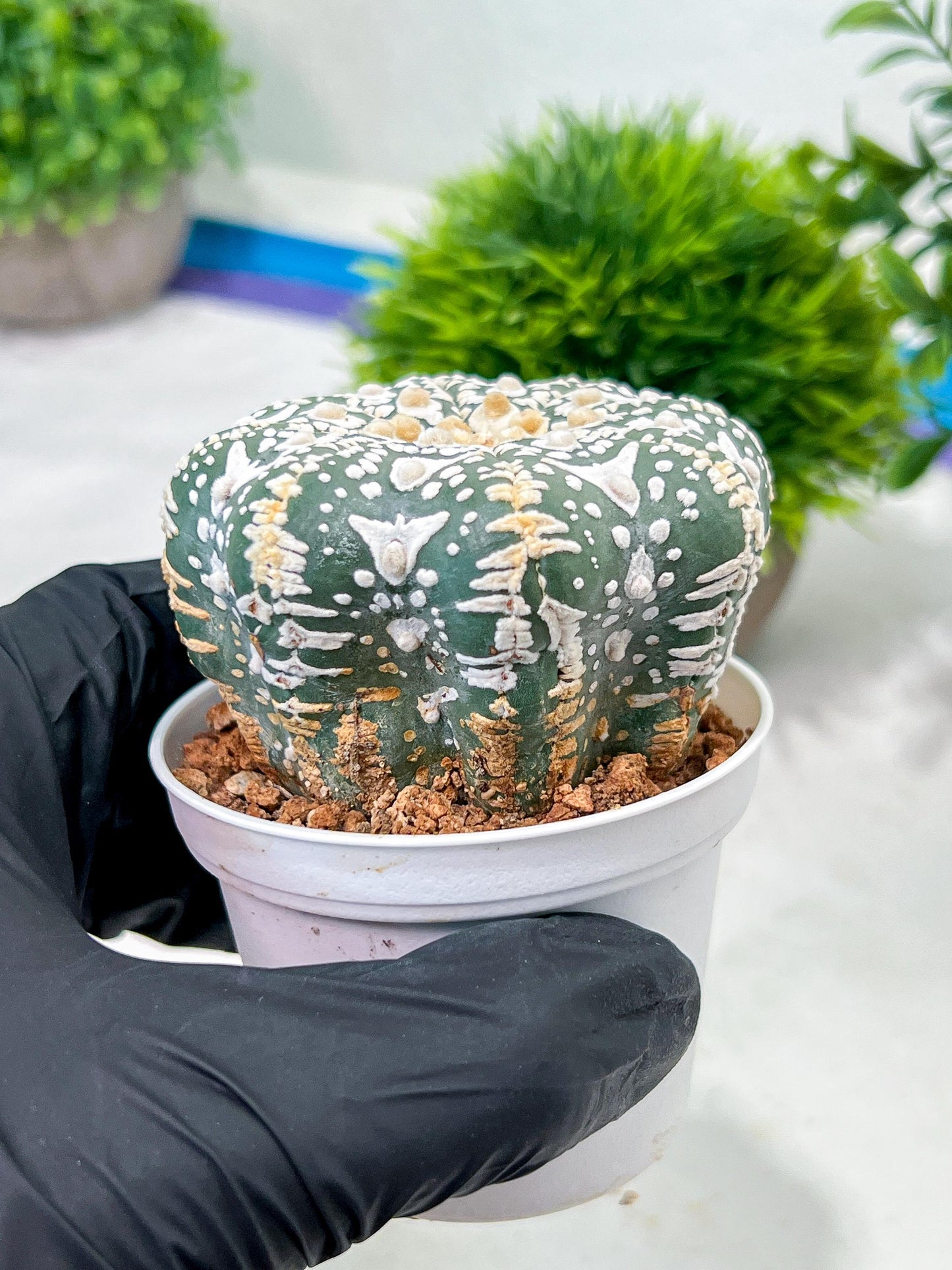 Custom Order- We’ll send you the exact live plant pictured (T4) (p1) | NEVADA Plant Seller | 3" Pot