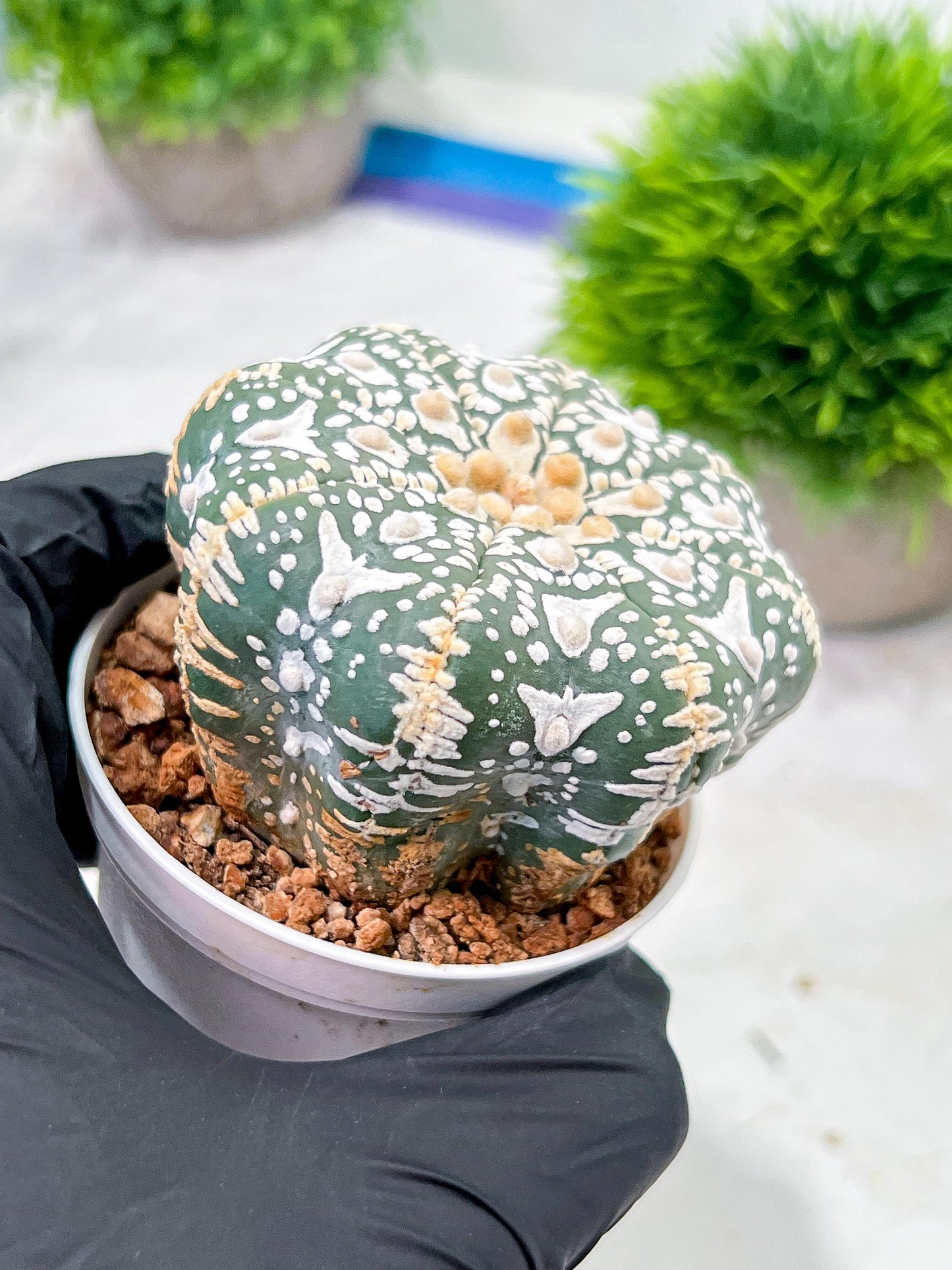 Custom Order- We’ll send you the exact live plant pictured (T4) (p1) | NEVADA Plant Seller | 3" Pot