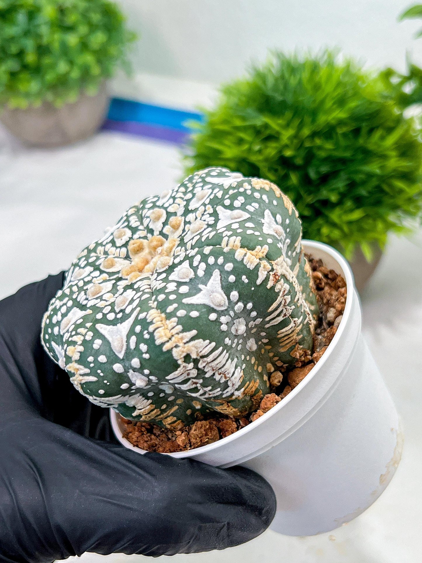 Custom Order- We’ll send you the exact live plant pictured (T4) (p1) | NEVADA Plant Seller | 3" Pot