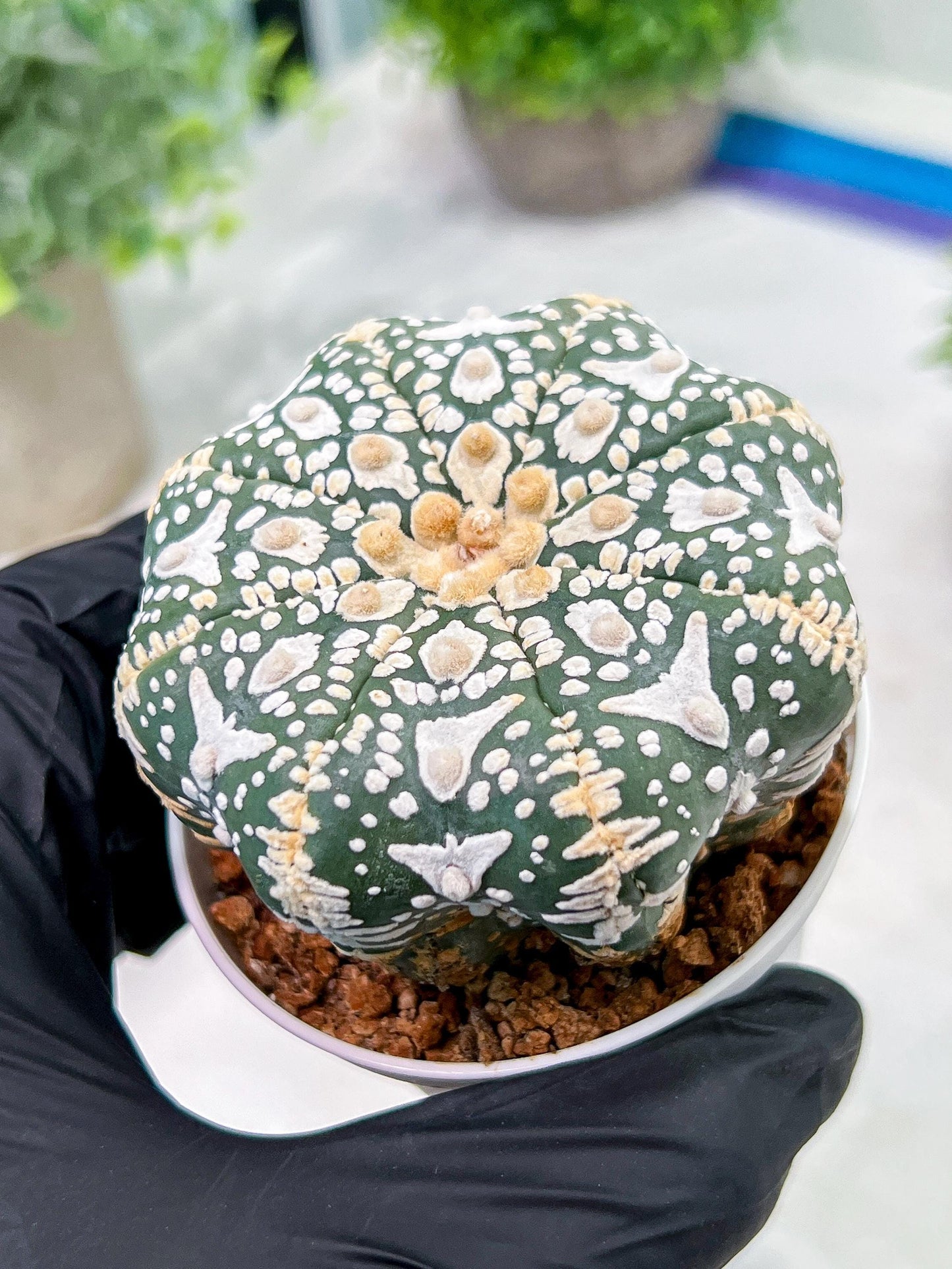 Custom Order- We’ll send you the exact live plant pictured (T4) (p1) | NEVADA Plant Seller | 3" Pot