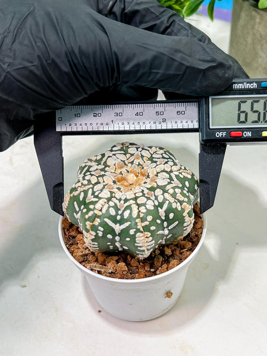 Custom Order- We’ll send you the exact live plant pictured (T4) (p2) | USA Plant Seller | 3" Pot