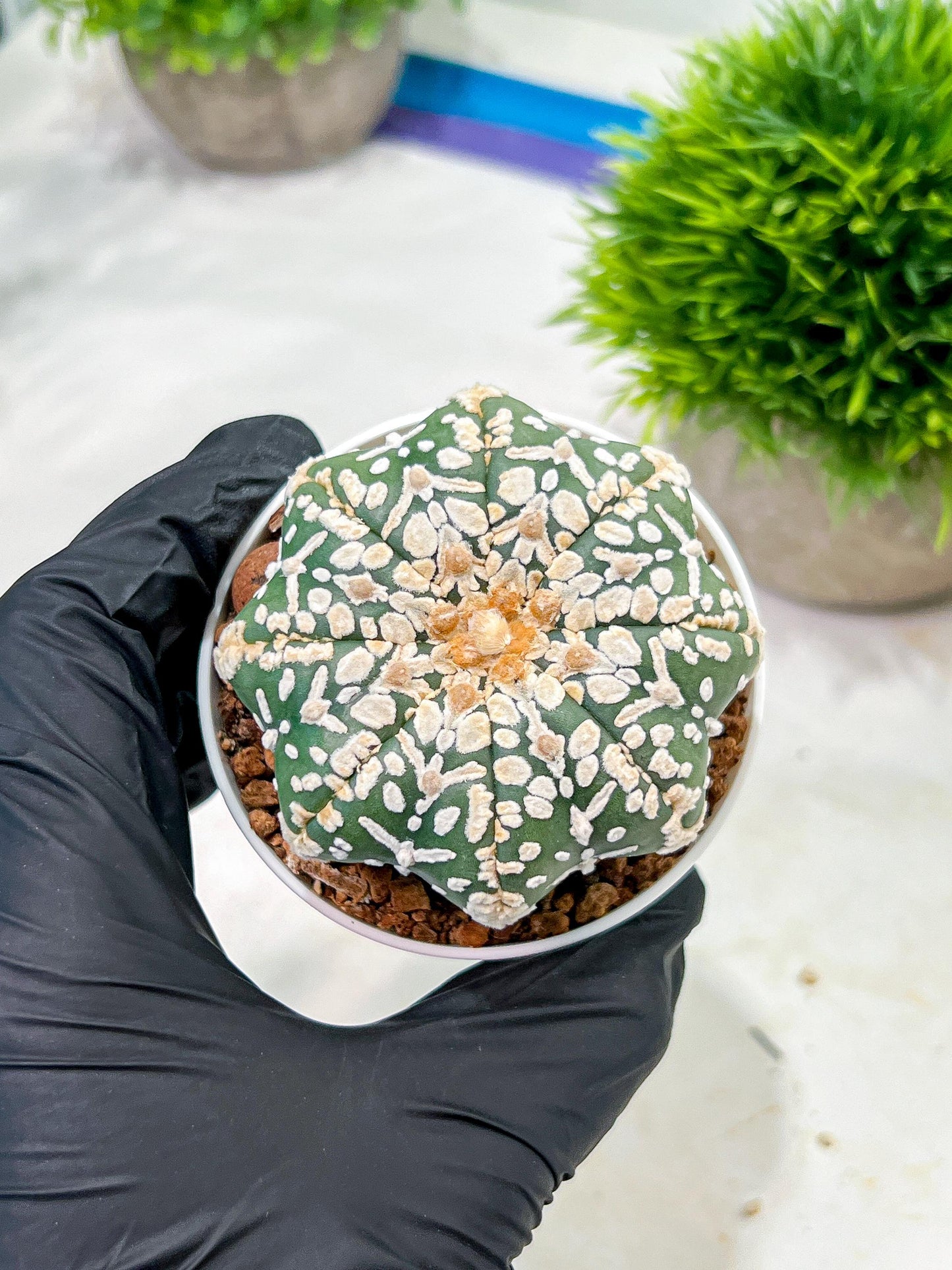 Custom Order- We’ll send you the exact live plant pictured (T4) (p2) | USA Plant Seller | 3" Pot