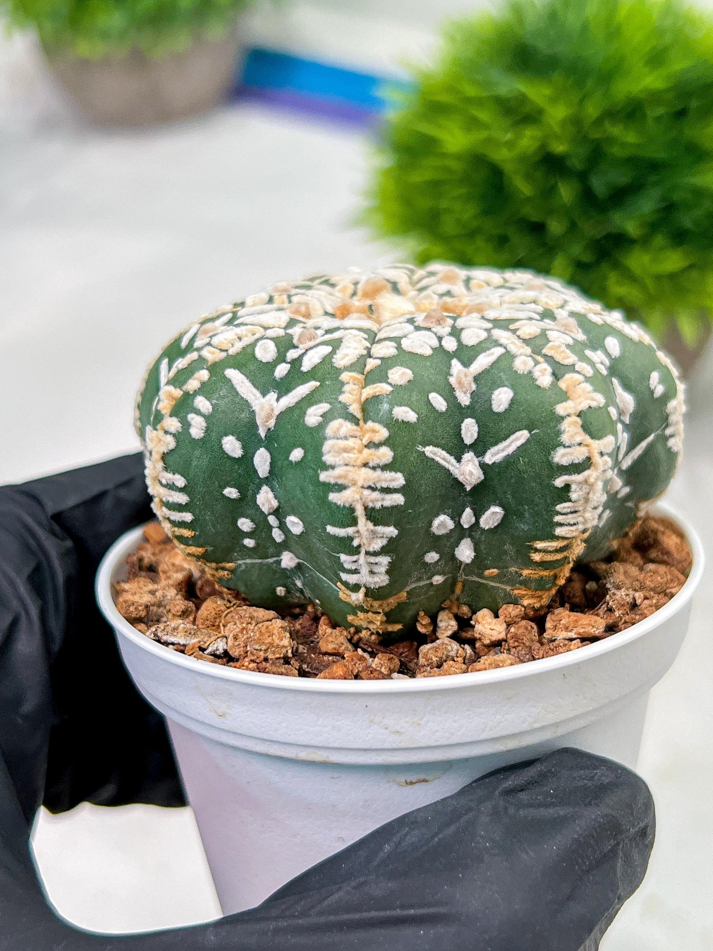 Custom Order- We’ll send you the exact live plant pictured (T4) (p2) | USA Plant Seller | 3" Pot