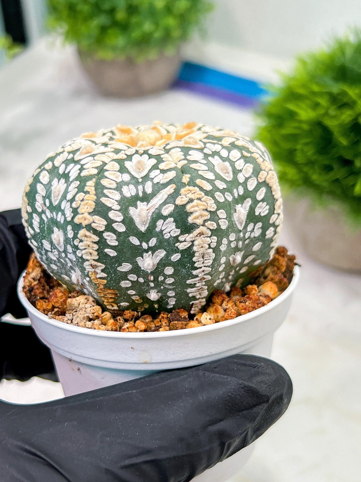 Custom Order- We’ll send you the exact live plant pictured (T4) (p4) | Vegas Plant Shop | 3" Pot