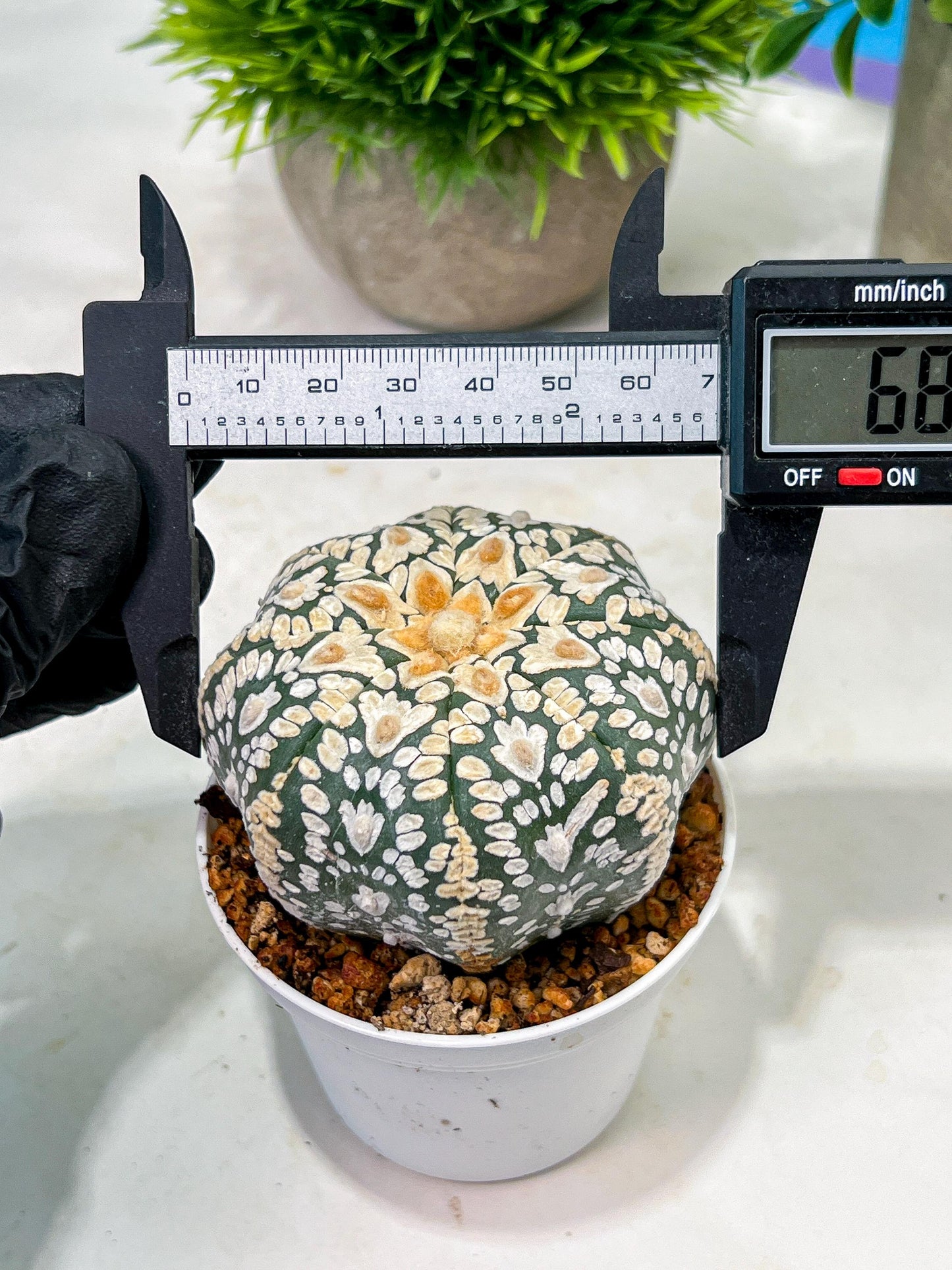 Custom Order- We’ll send you the exact live plant pictured (T4) (p4) | Vegas Plant Shop | 3" Pot