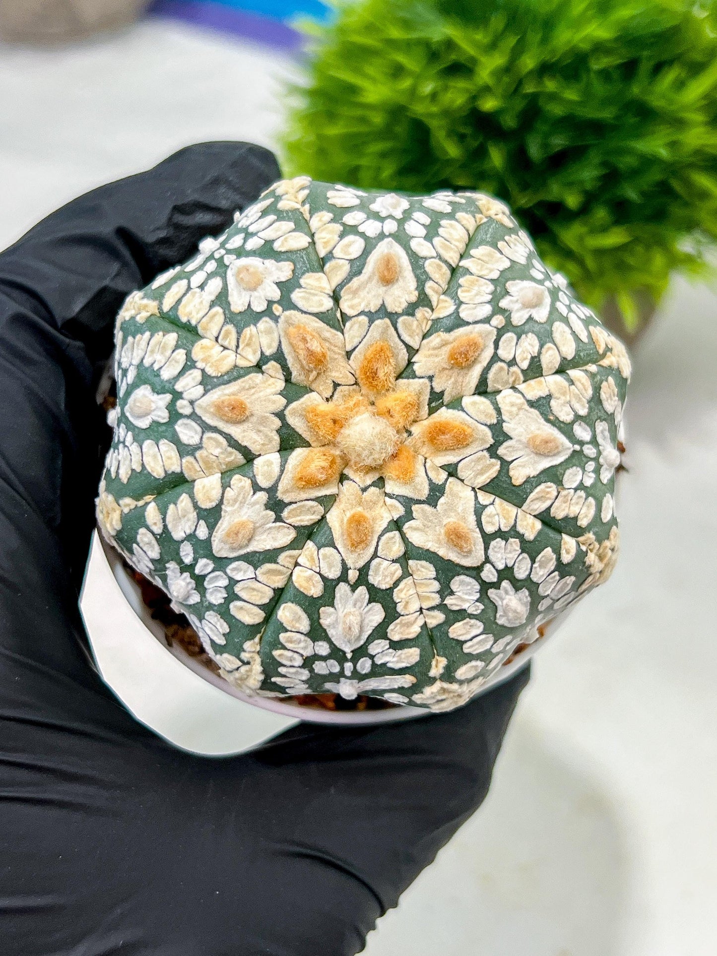 Custom Order- We’ll send you the exact live plant pictured (T4) (p4) | Vegas Plant Shop | 3" Pot