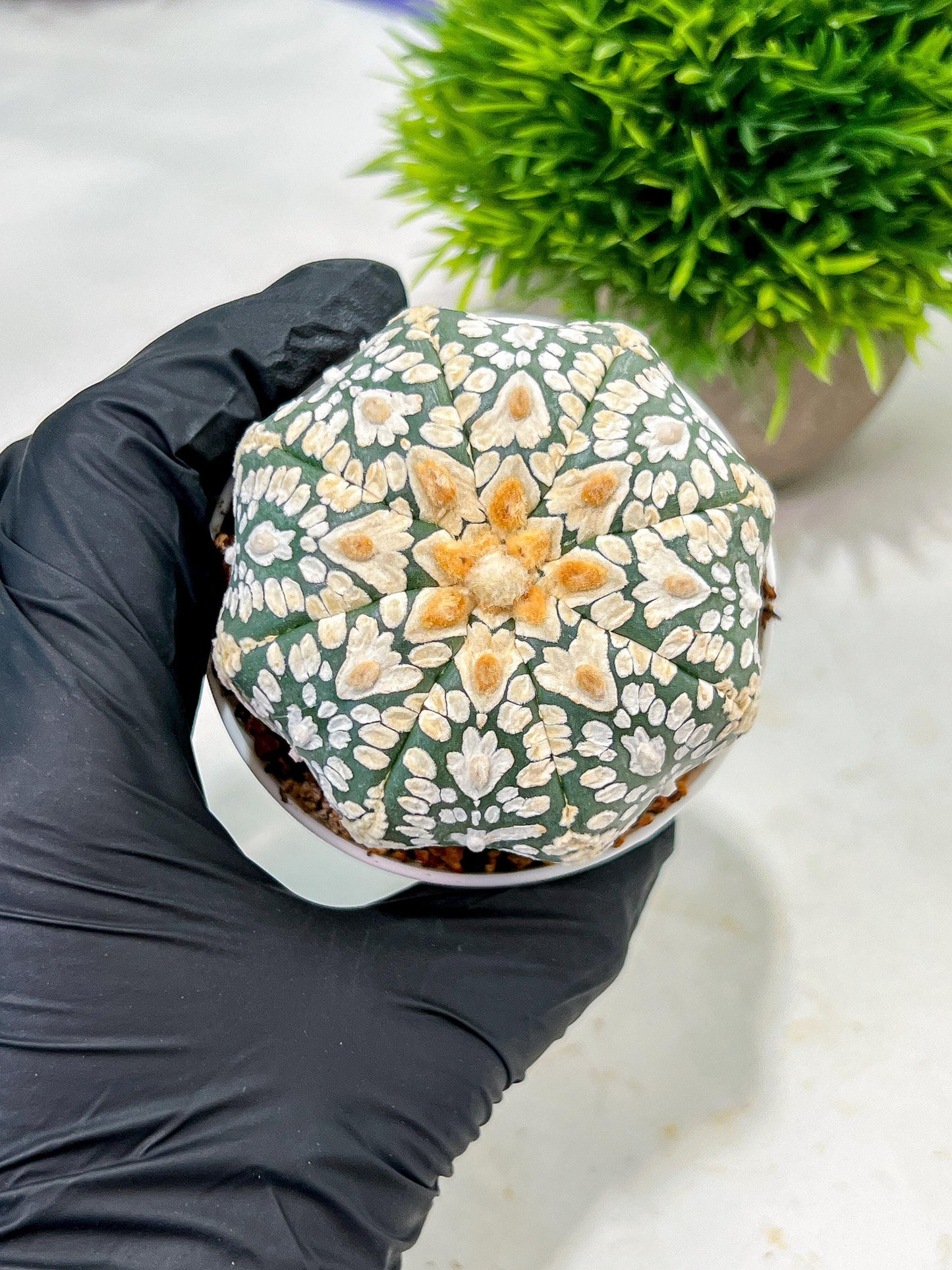 Custom Order- We’ll send you the exact live plant pictured (T4) (p4) | Vegas Plant Shop | 3" Pot
