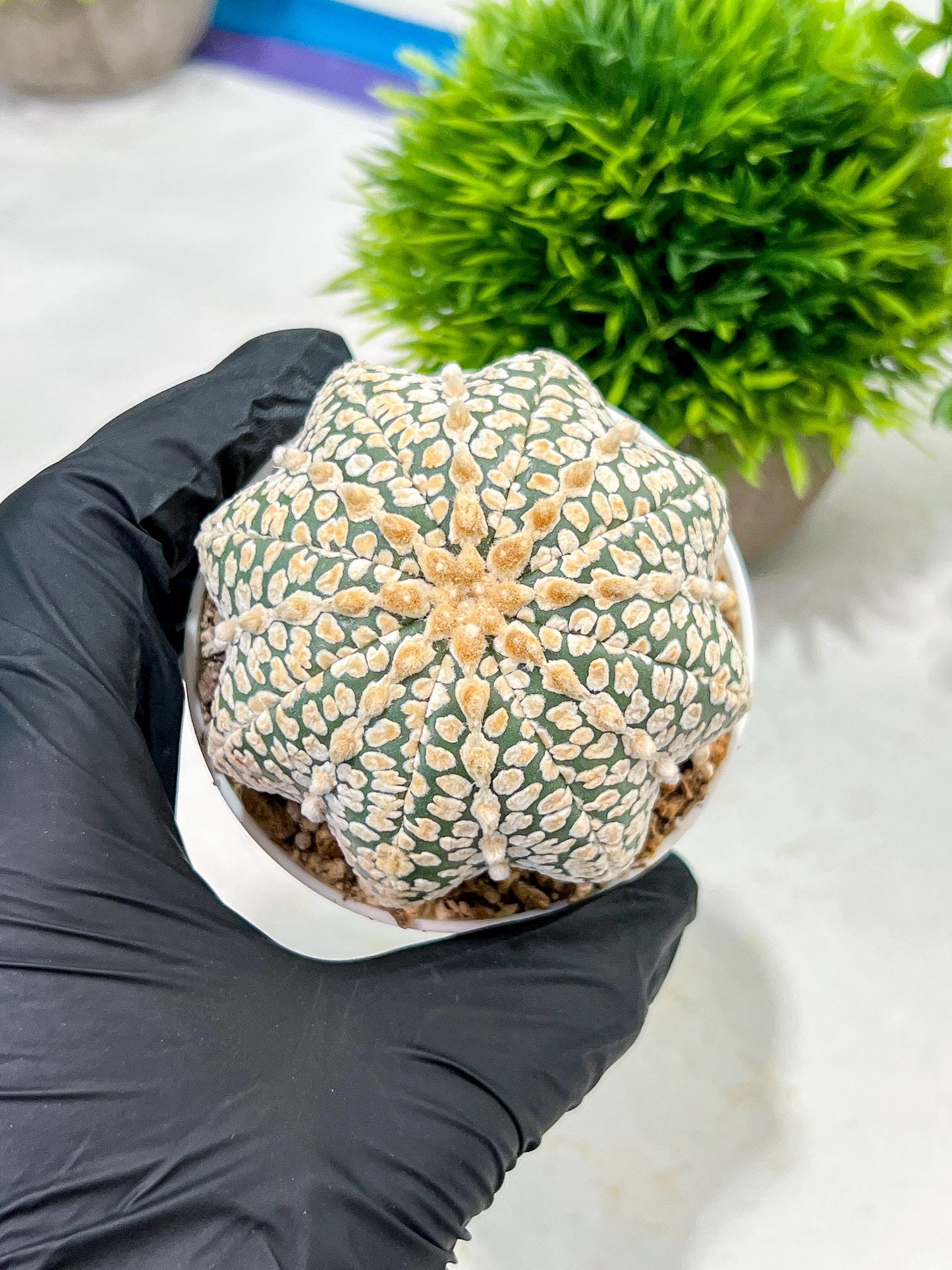 Custom Order- We’ll send you the exact live plant pictured (T4) (p5) | USA Plant SHOP | 3" Pot