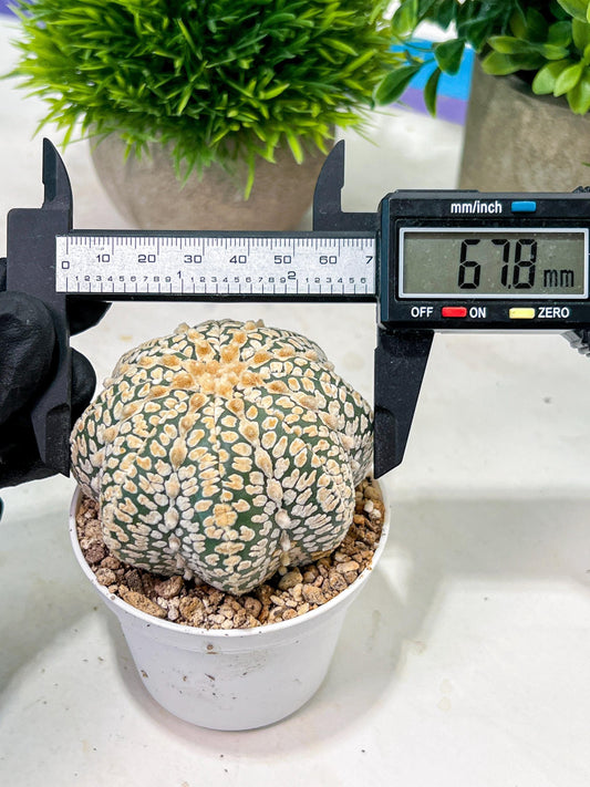 Custom Order- We’ll send you the exact live plant pictured (T4) (p5) | USA Plant SHOP | 3" Pot