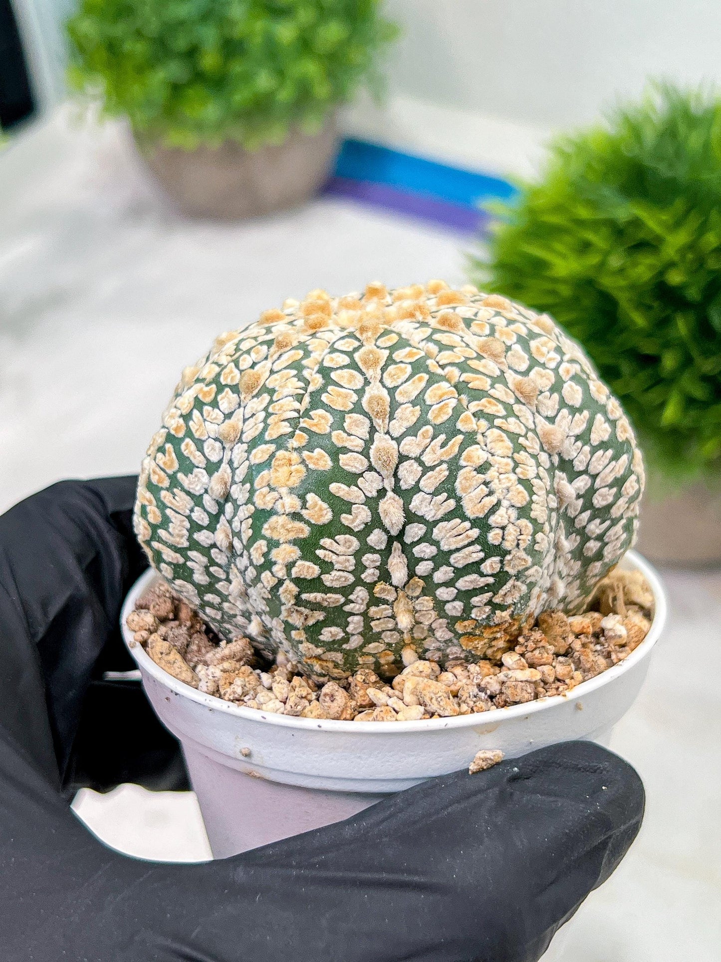 Custom Order- We’ll send you the exact live plant pictured (T4) (p5) | USA Plant SHOP | 3" Pot