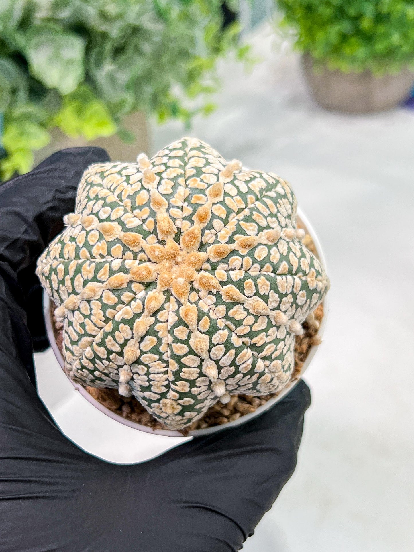 Custom Order- We’ll send you the exact live plant pictured (T4) (p5) | USA Plant SHOP | 3" Pot