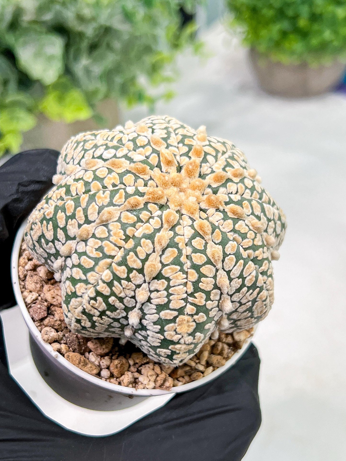 Custom Order- We’ll send you the exact live plant pictured (T4) (p5) | USA Plant SHOP | 3" Pot