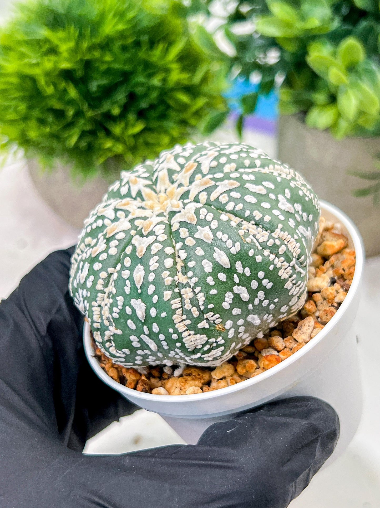 Custom Order- We’ll send you the exact live plant pictured (T4) (p6) | Ship from USA | 3" Pot