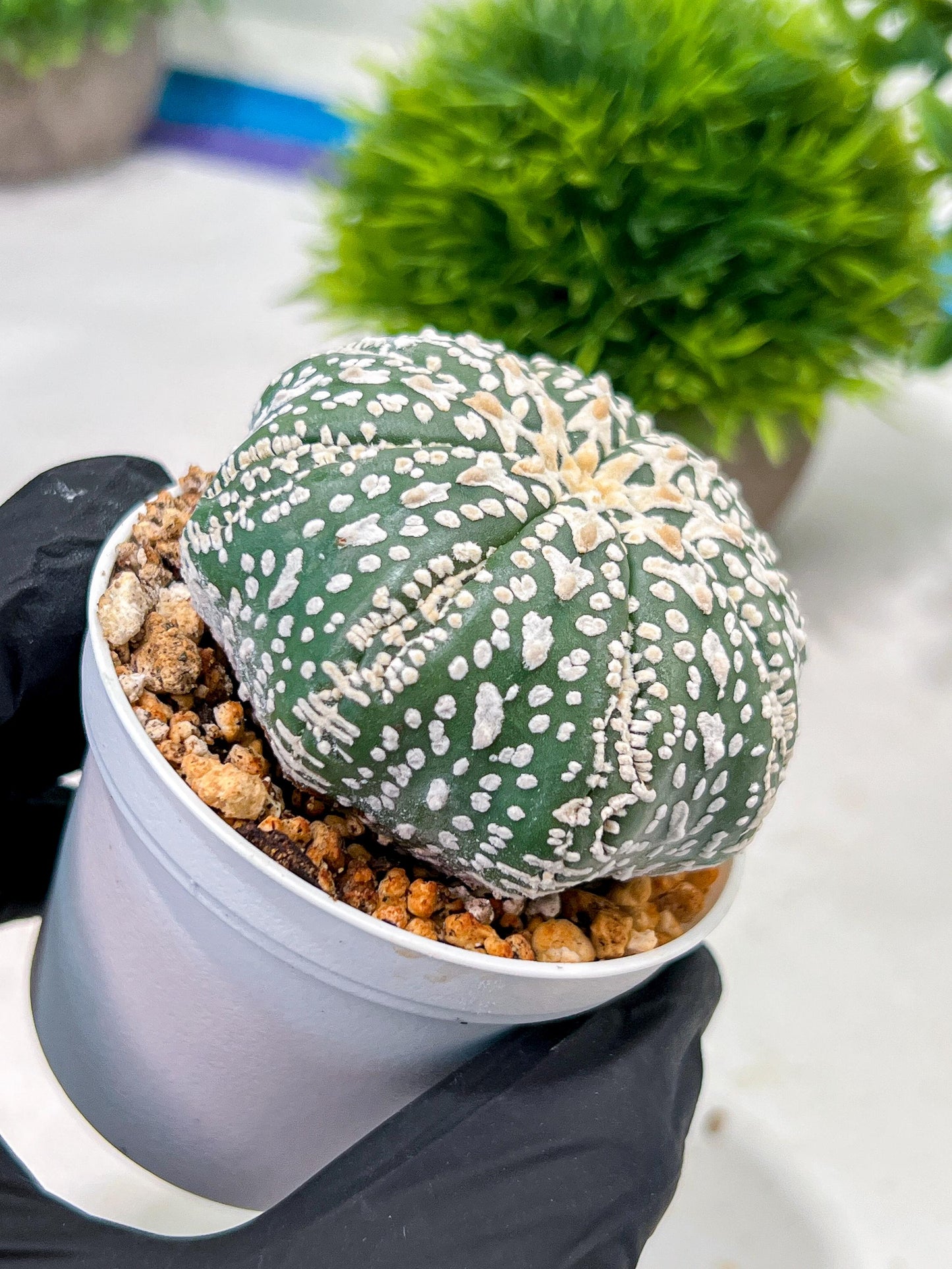 Custom Order- We’ll send you the exact live plant pictured (T4) (p6) | Ship from USA | 3" Pot