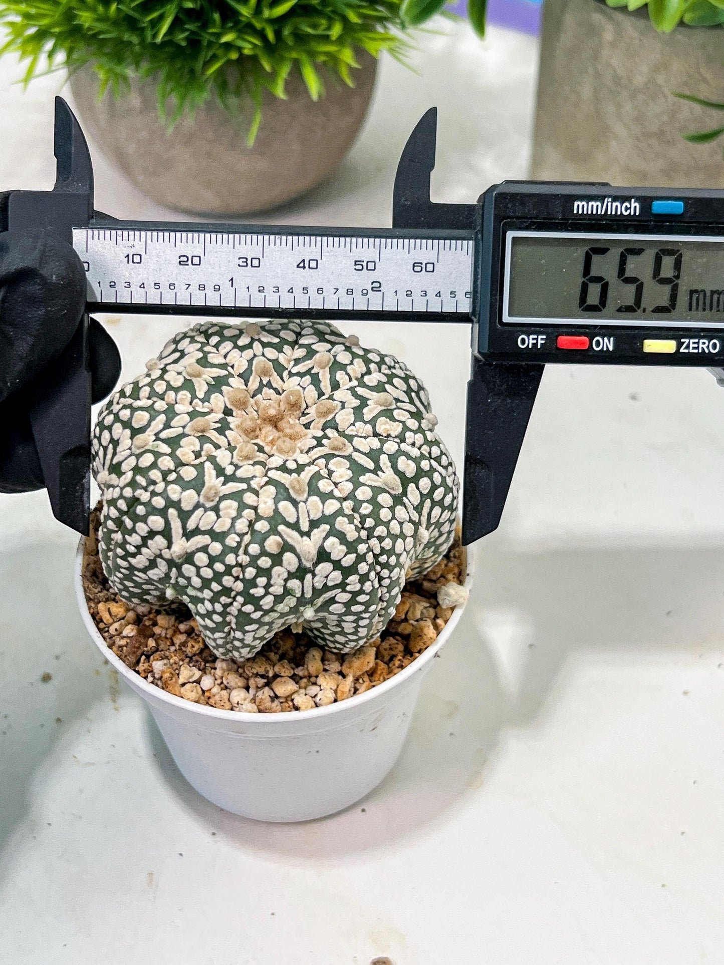 Custom Order- We’ll send you the exact live plant pictured (T4) (p7) | Las Vegas Seller | 3" Pot