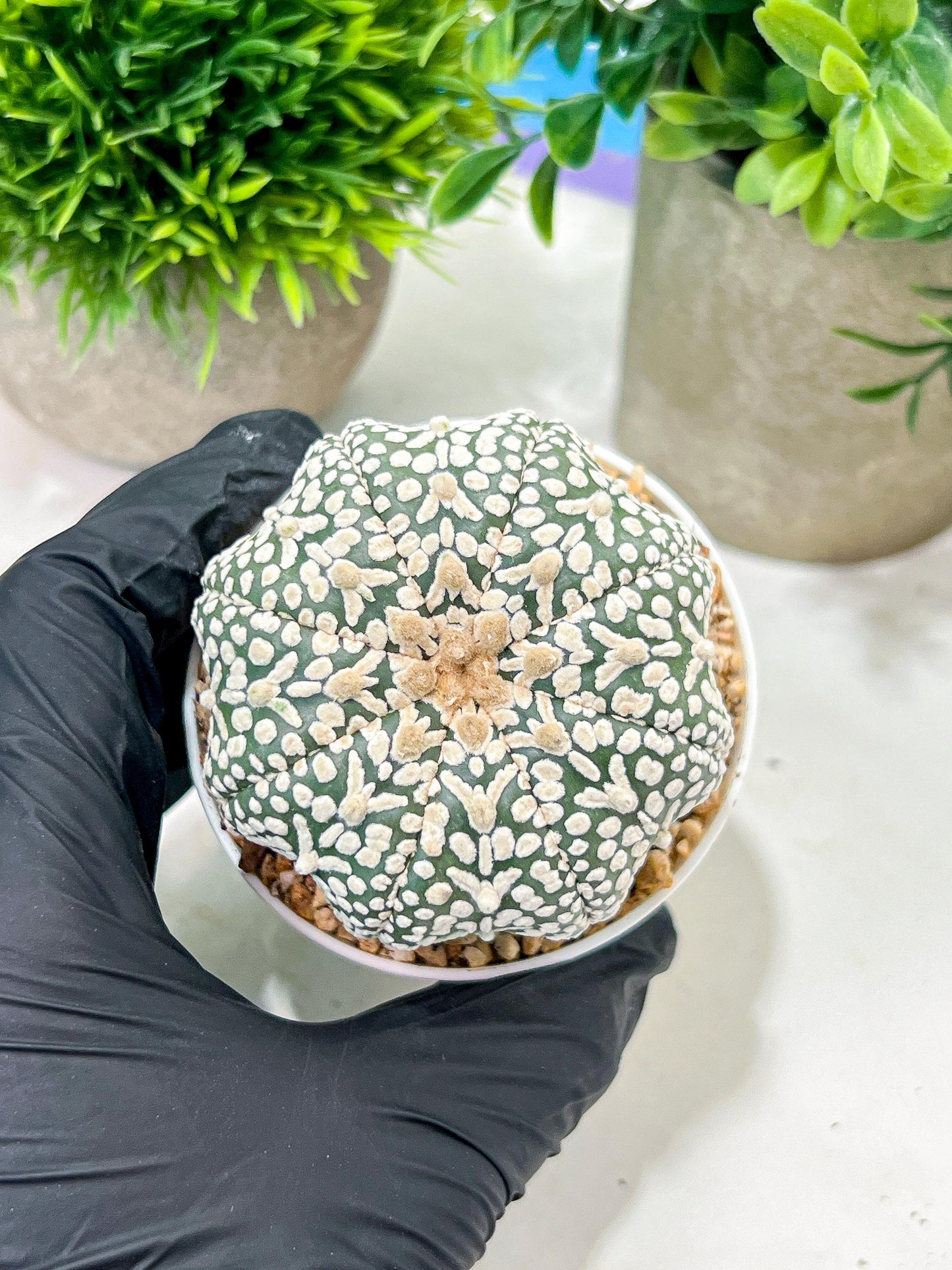 Custom Order- We’ll send you the exact live plant pictured (T4) (p7) | Las Vegas Seller | 3" Pot