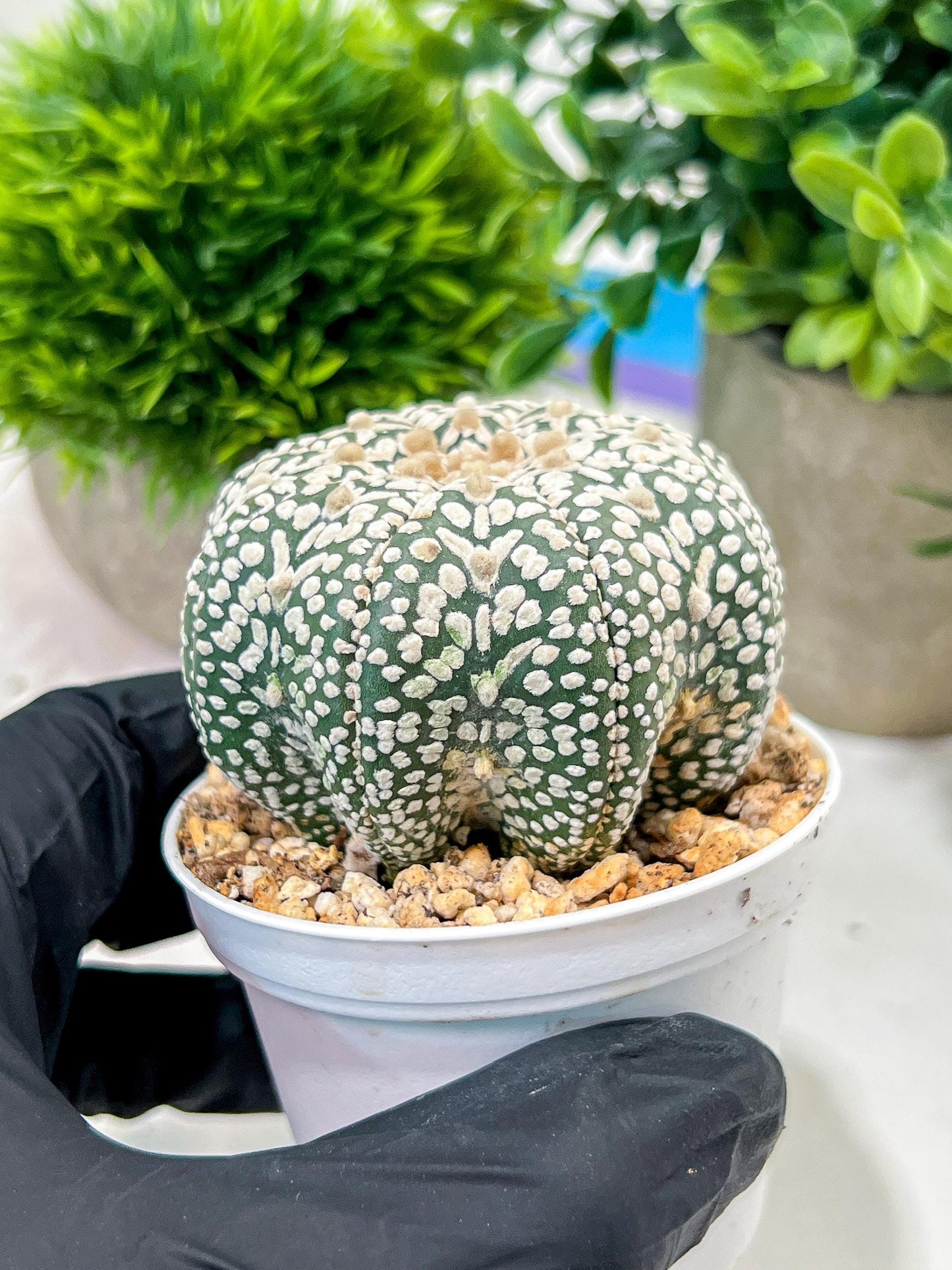 Custom Order- We’ll send you the exact live plant pictured (T4) (p7) | Las Vegas Seller | 3" Pot