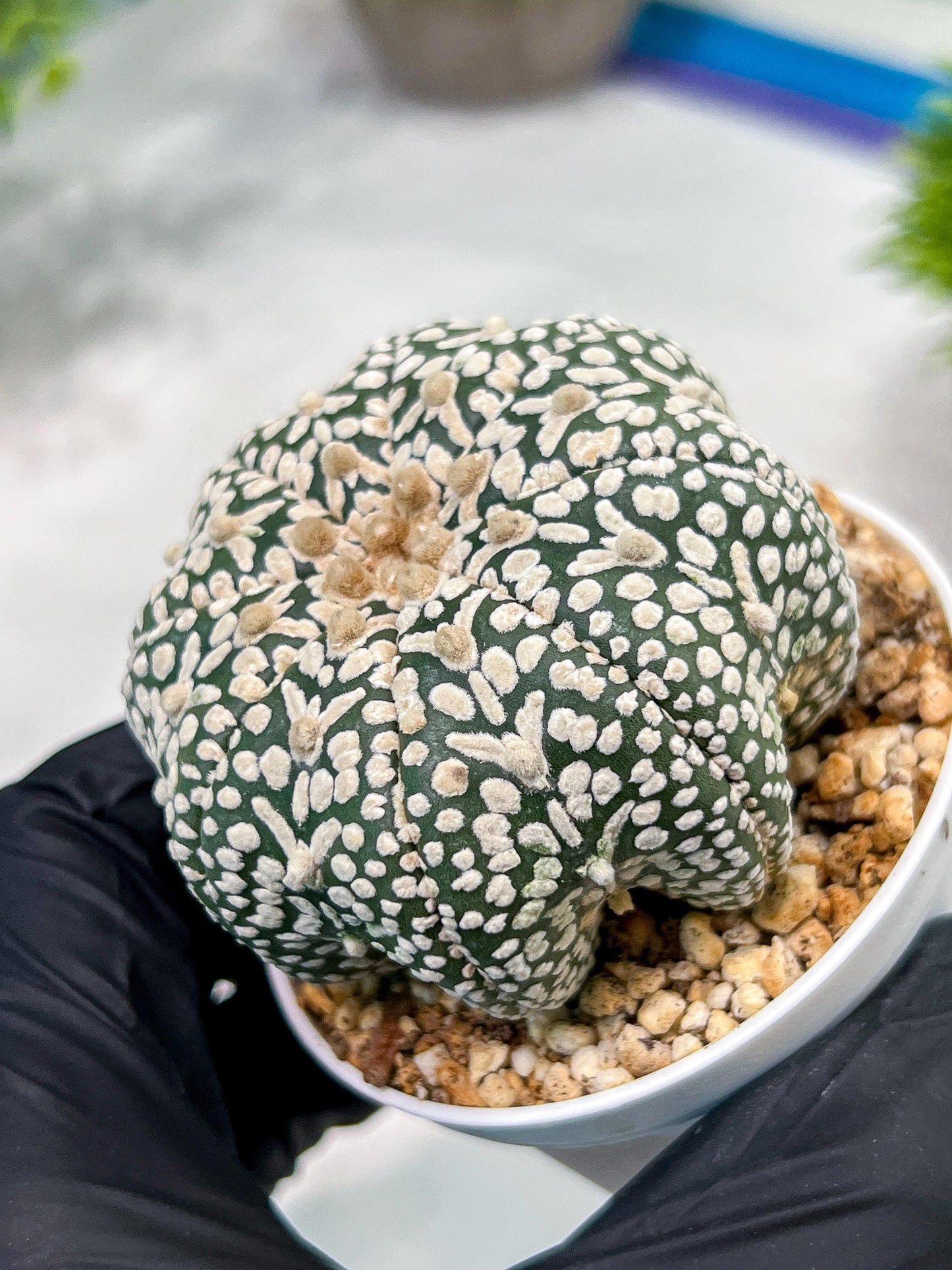 Custom Order- We’ll send you the exact live plant pictured (T4) (p7) | Las Vegas Seller | 3" Pot