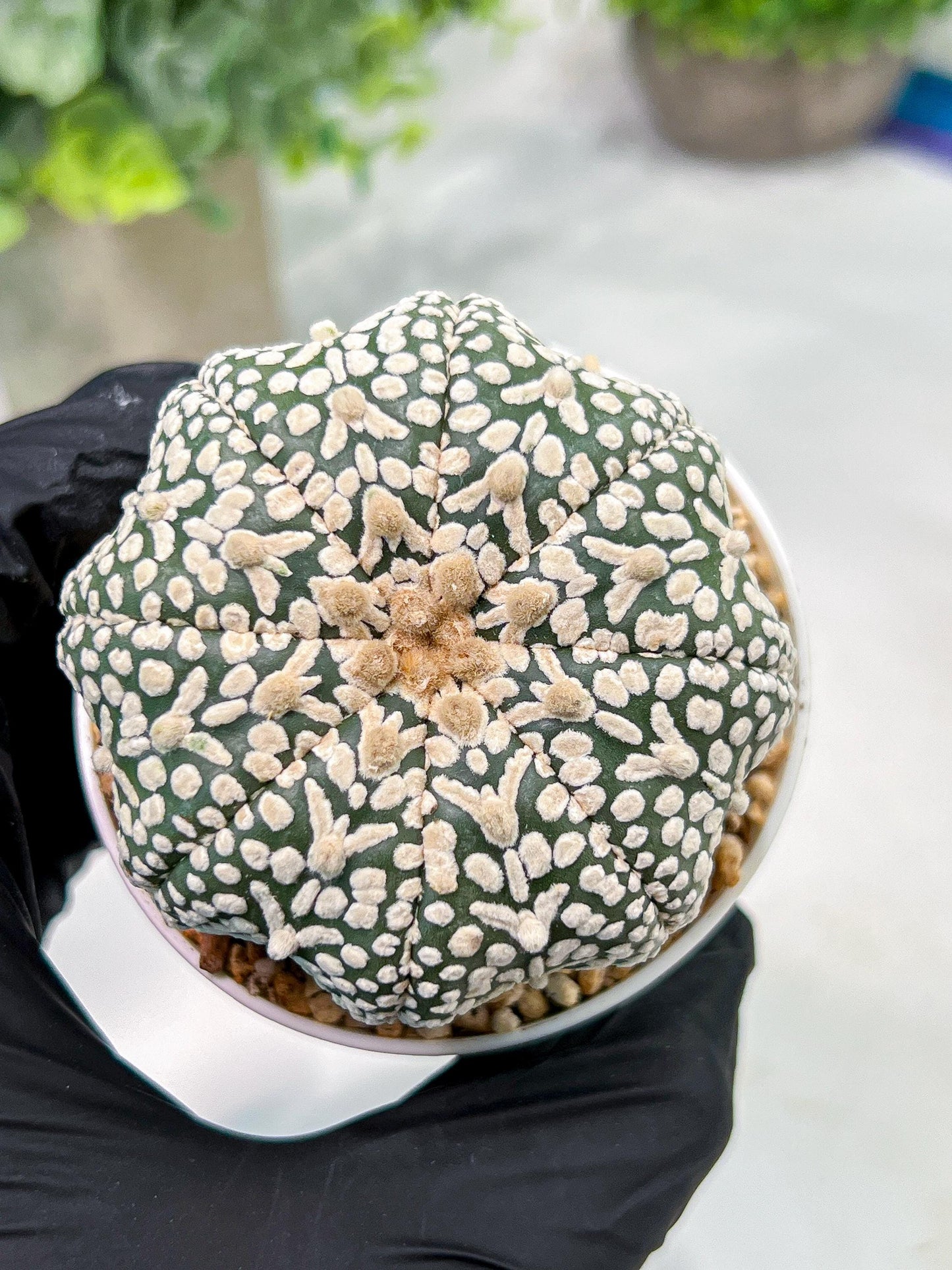 Custom Order- We’ll send you the exact live plant pictured (T4) (p7) | Las Vegas Seller | 3" Pot