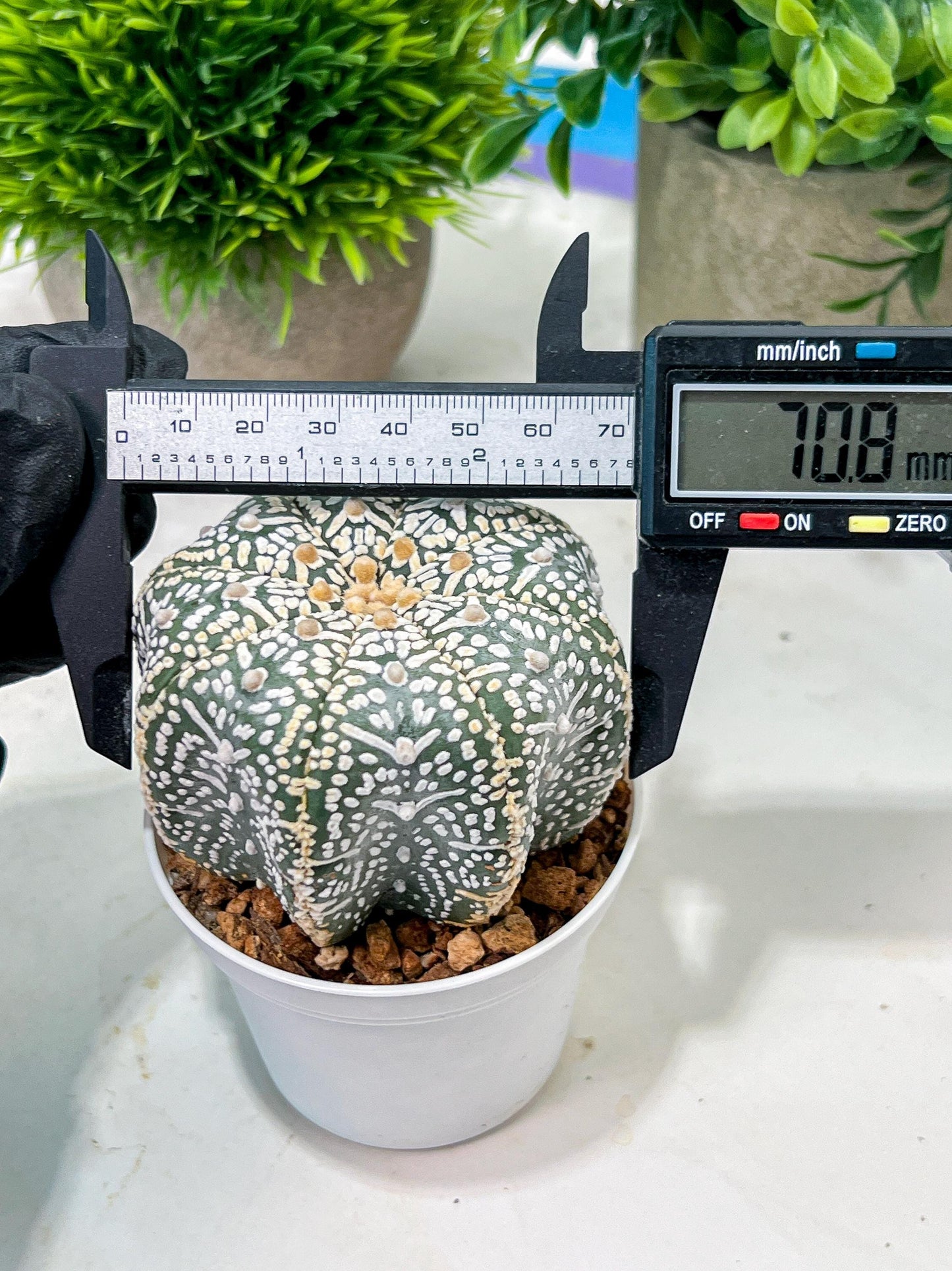 Custom Order- We’ll send you the exact live plant pictured (T4) (y1) | NEVADA Plant Seller | 3" Pot