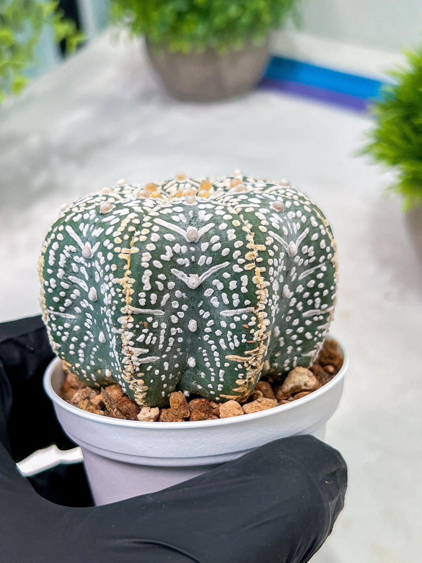 Custom Order- We’ll send you the exact live plant pictured (T4) (y1) | NEVADA Plant Seller | 3" Pot