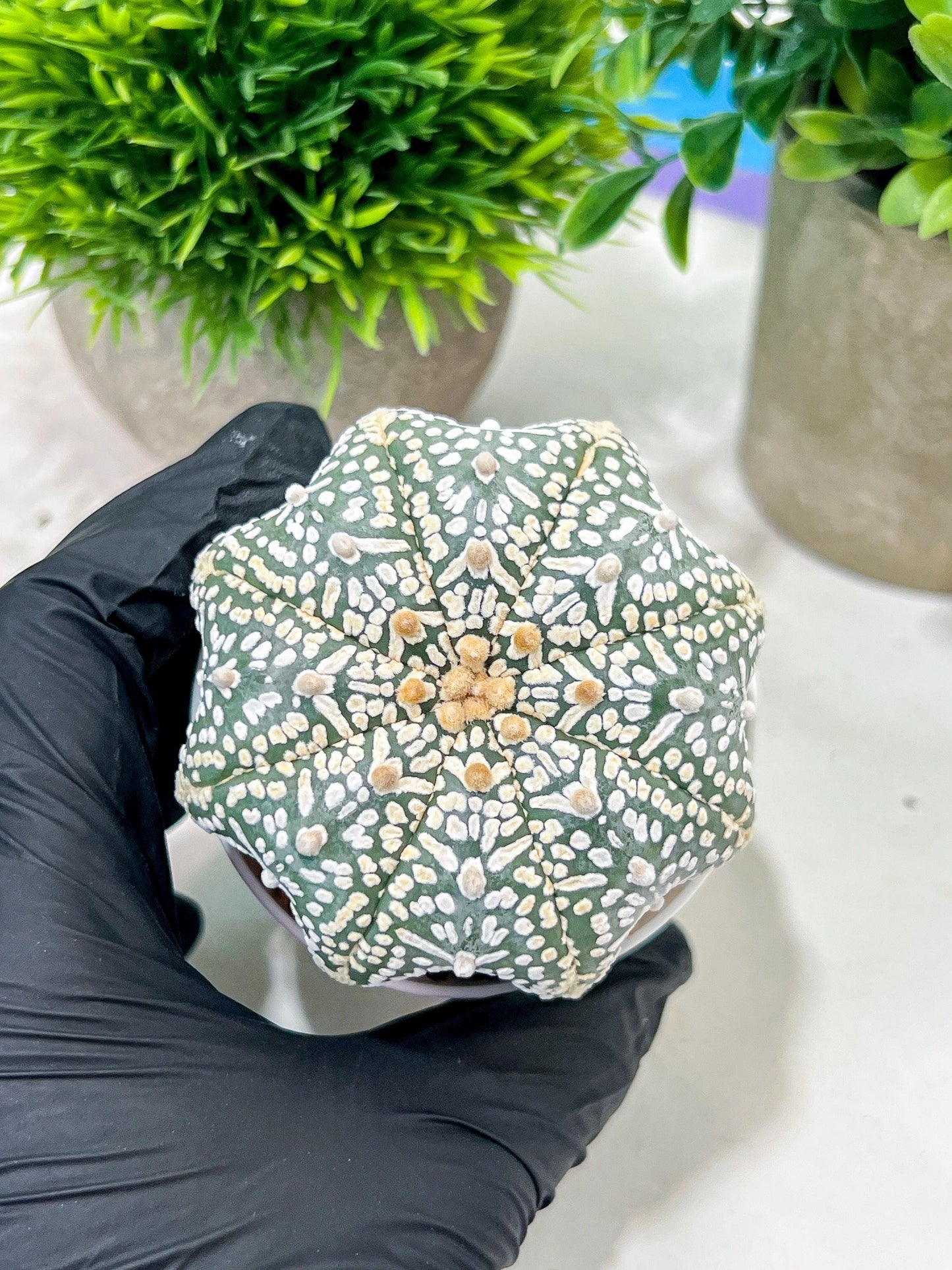 Custom Order- We’ll send you the exact live plant pictured (T4) (y1) | NEVADA Plant Seller | 3" Pot