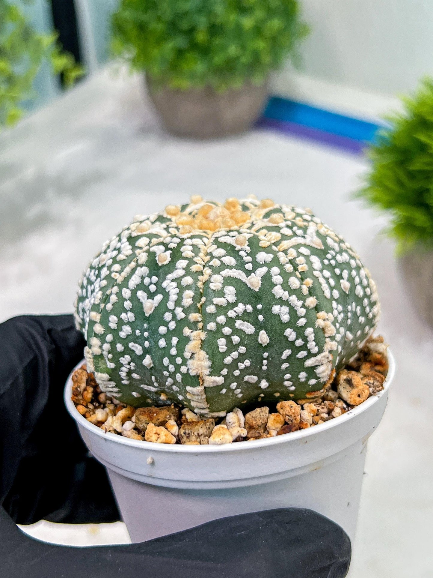 Custom Order- We’ll send you the exact live plant pictured (T4) (y3) | Las Vegas Plant Seller | 3" Pot
