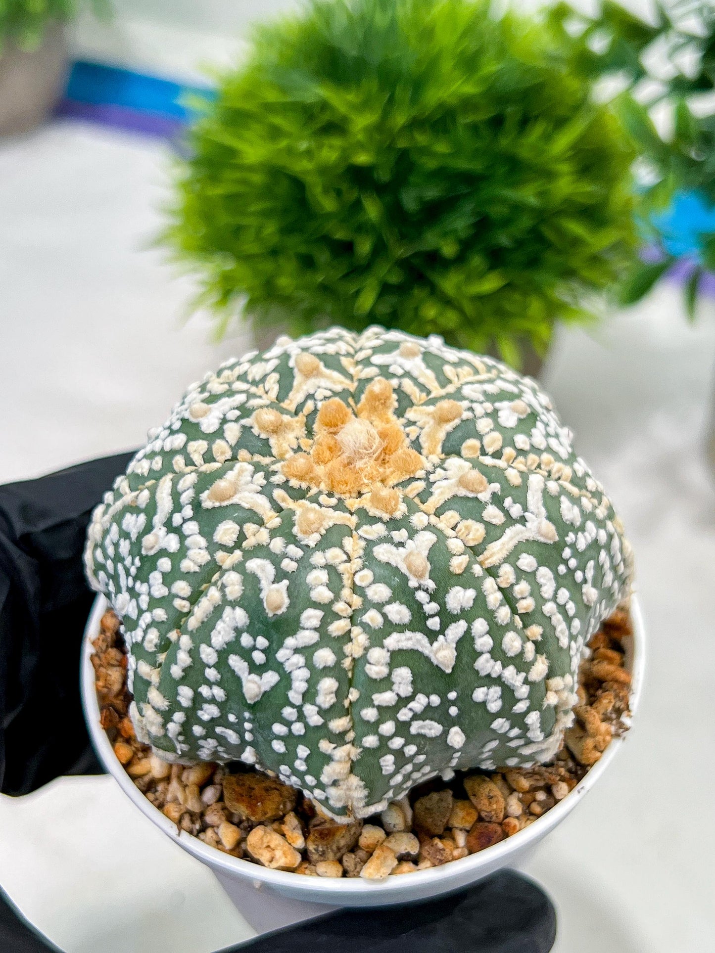 Custom Order- We’ll send you the exact live plant pictured (T4) (y3) | Las Vegas Plant Seller | 3" Pot