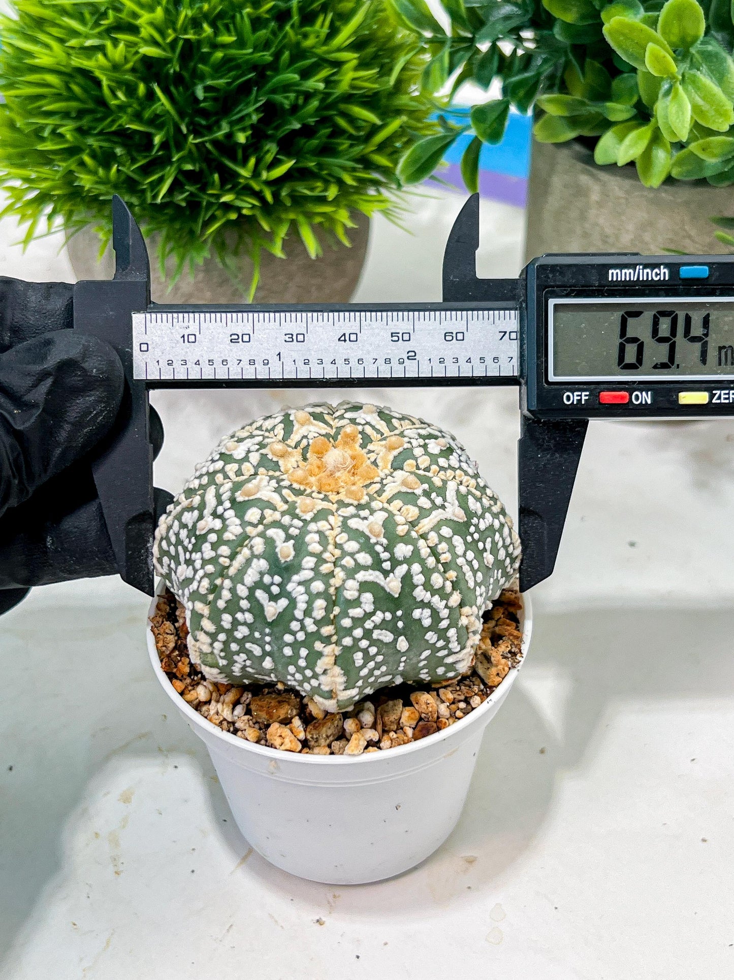Custom Order- We’ll send you the exact live plant pictured (T4) (y3) | Las Vegas Plant Seller | 3" Pot