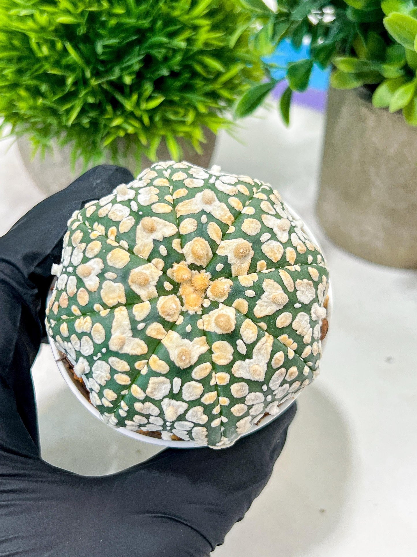 Custom Order- We’ll send you the exact live plant pictured (T4) (y4) | Vegas Plant Shop | 3" Pot