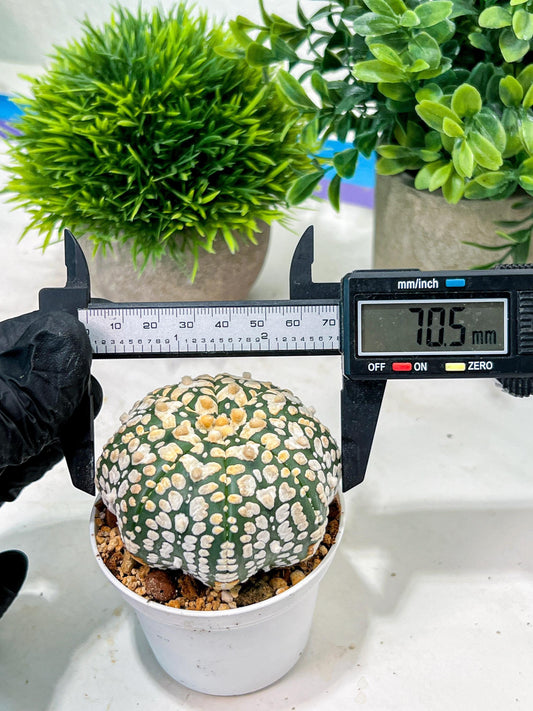 Custom Order- We’ll send you the exact live plant pictured (T4) (y4) | Vegas Plant Shop | 3" Pot