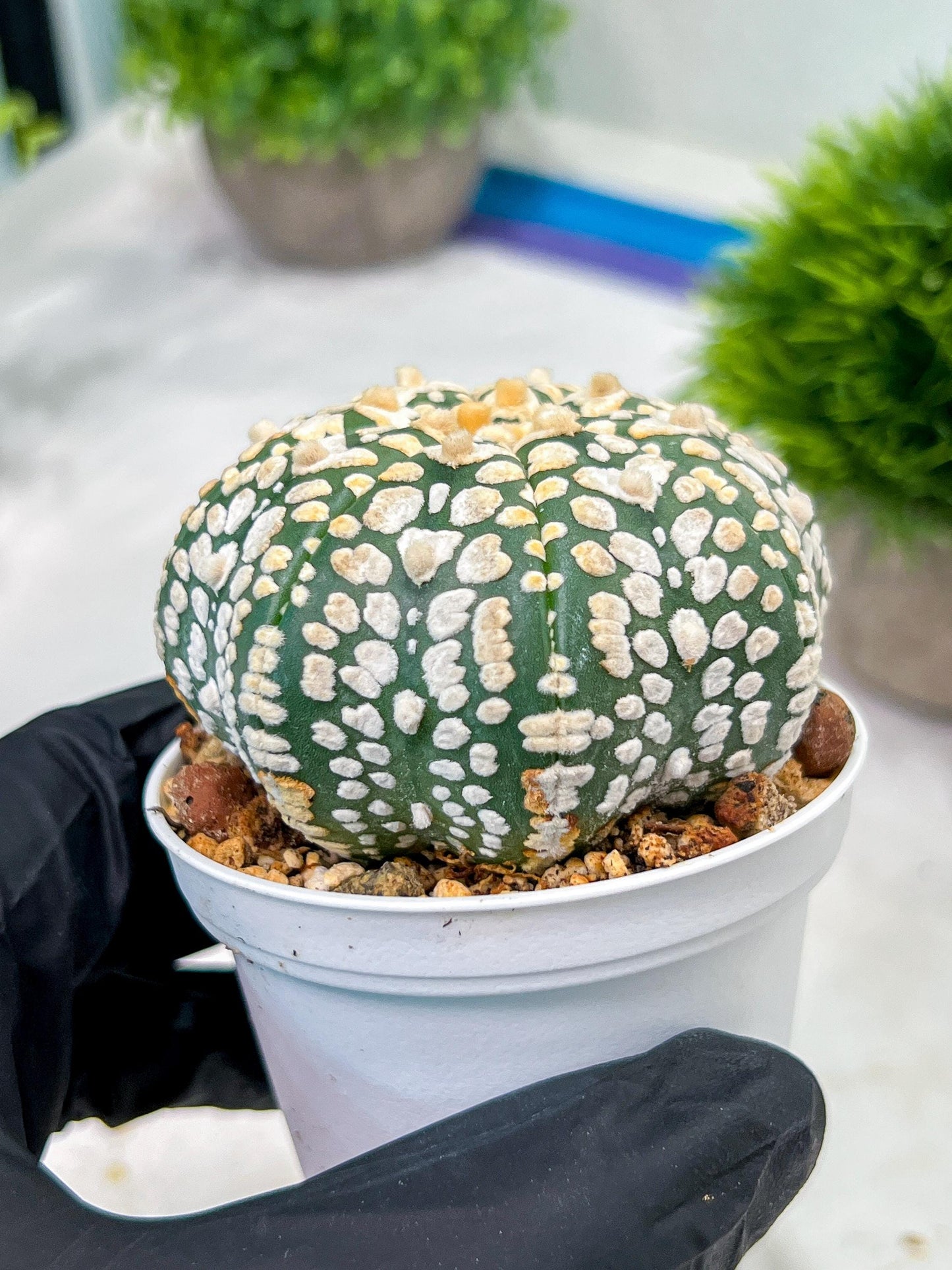 Custom Order- We’ll send you the exact live plant pictured (T4) (y4) | Vegas Plant Shop | 3" Pot