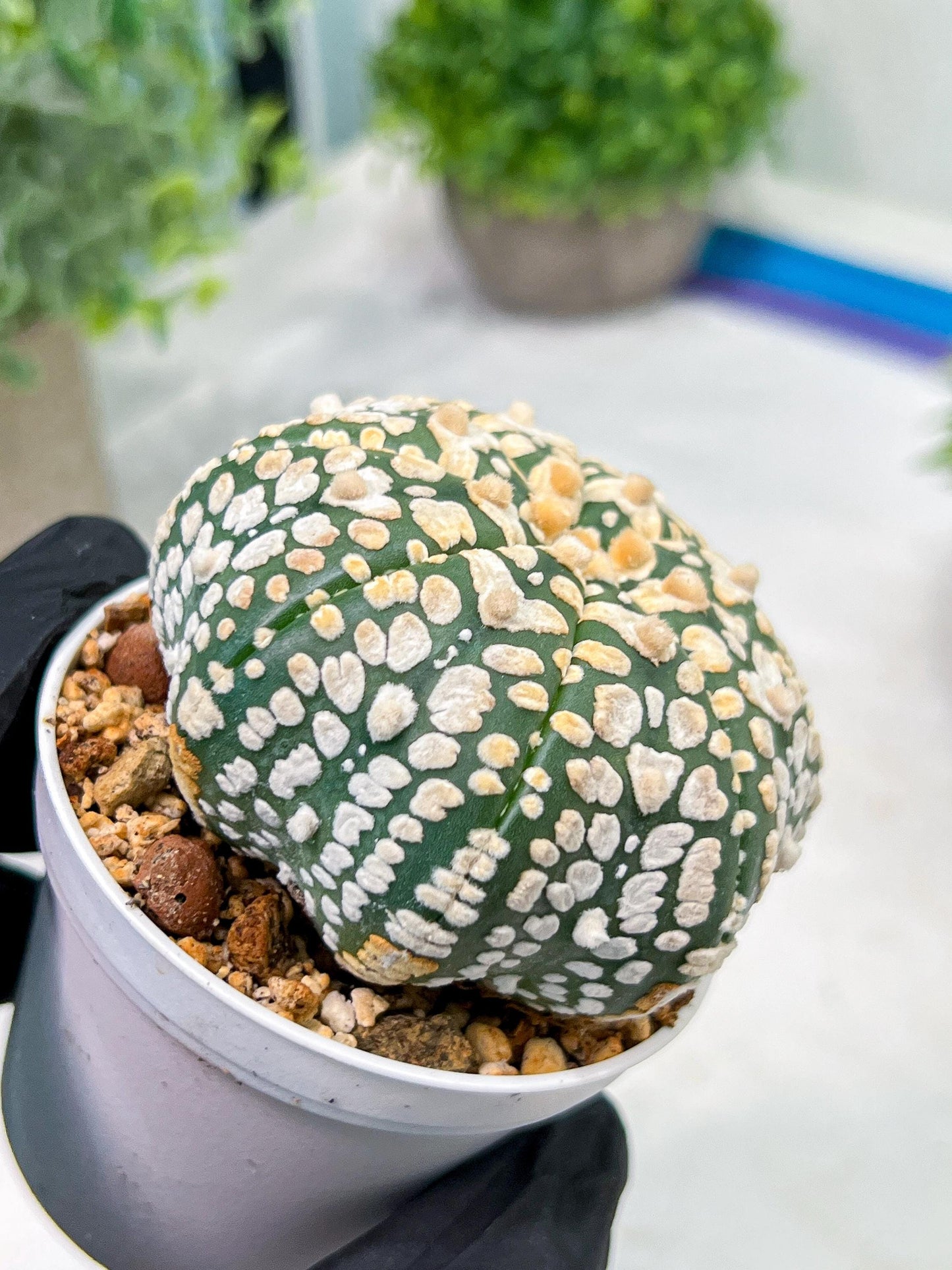 Custom Order- We’ll send you the exact live plant pictured (T4) (y4) | Vegas Plant Shop | 3" Pot