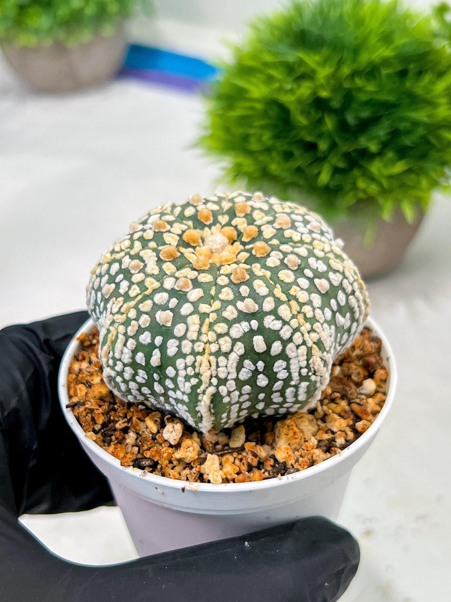 Custom Order- We’ll send you the exact live plant pictured (T4) (y5) | USA Plant SHOP | 3" Pot