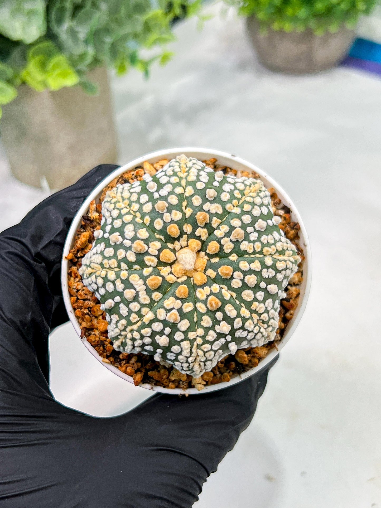 Custom Order- We’ll send you the exact live plant pictured (T4) (y5) | USA Plant SHOP | 3" Pot