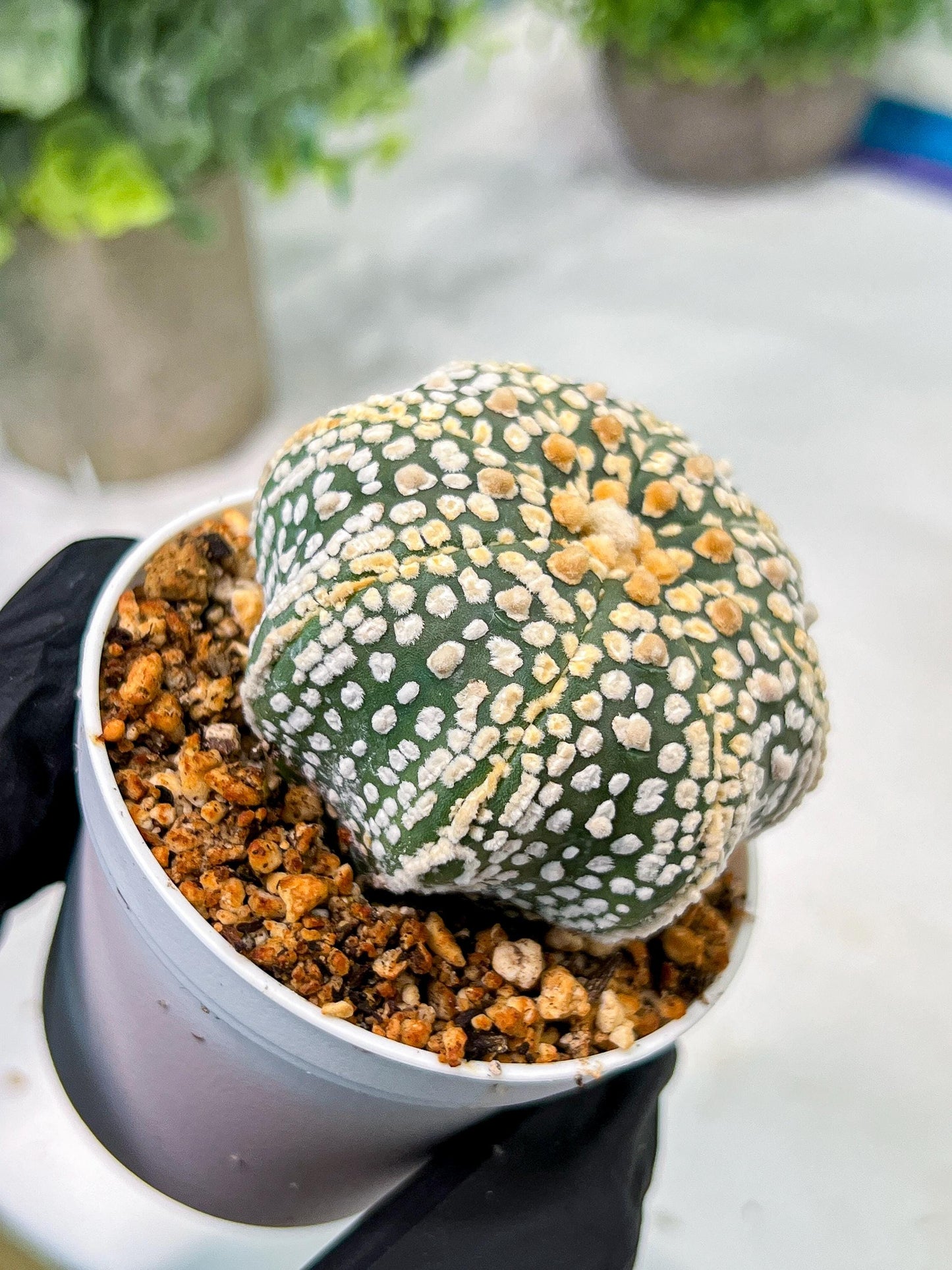 Custom Order- We’ll send you the exact live plant pictured (T4) (y5) | USA Plant SHOP | 3" Pot