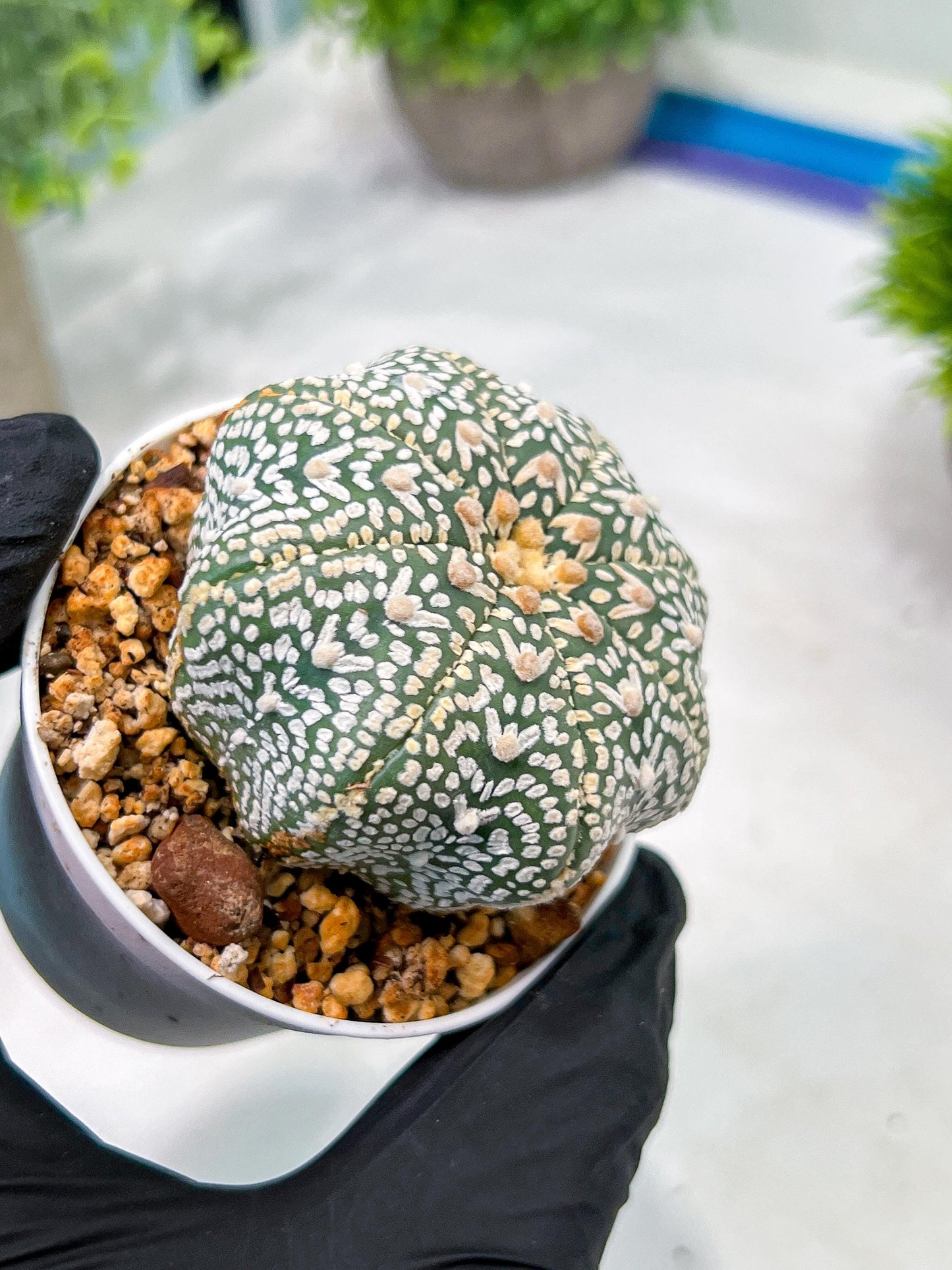 Custom Order- We’ll send you the exact live plant pictured (T4) (Y6) | Ship from USA | 3" Pot
