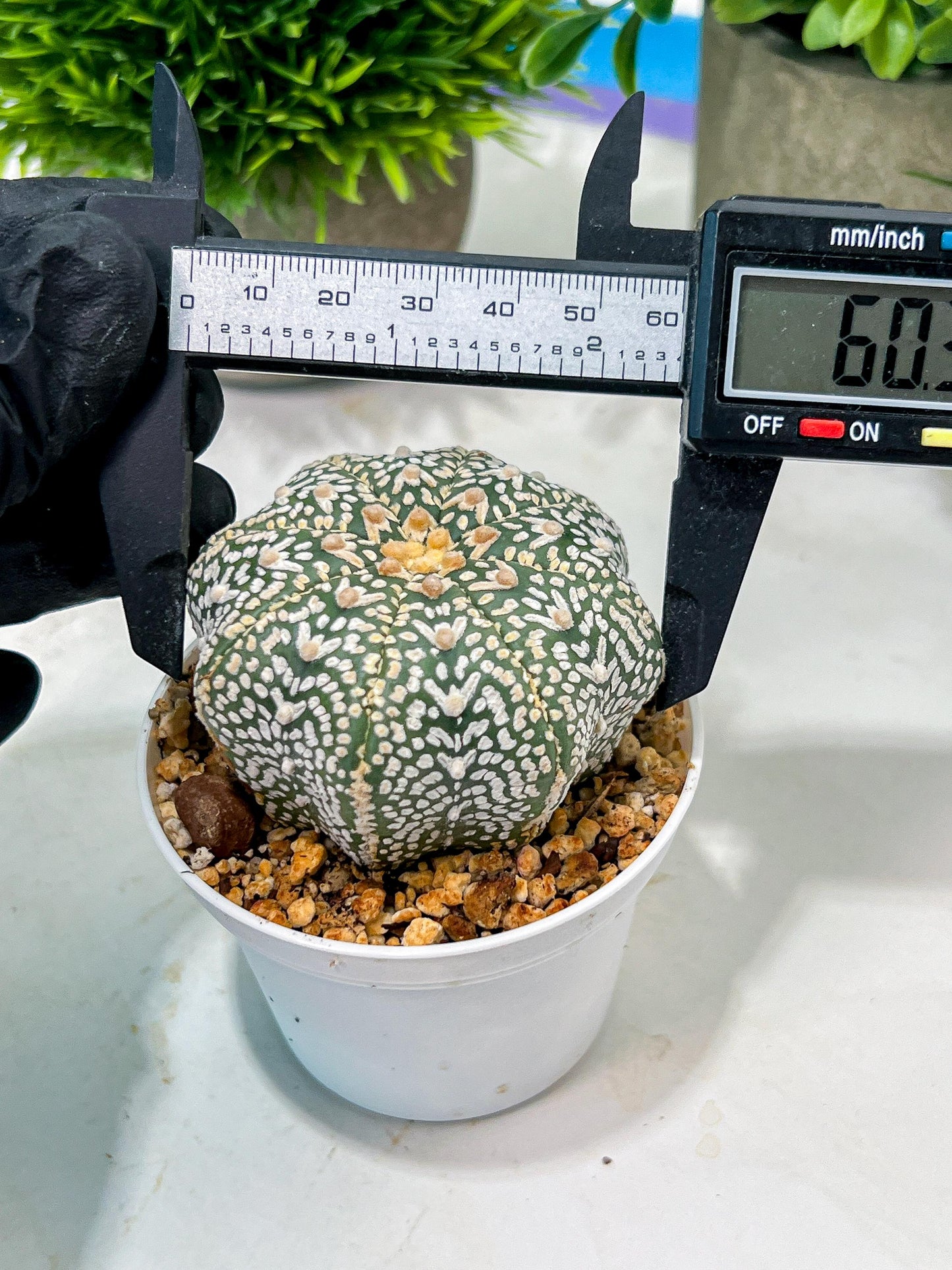 Custom Order- We’ll send you the exact live plant pictured (T4) (Y6) | Ship from USA | 3" Pot