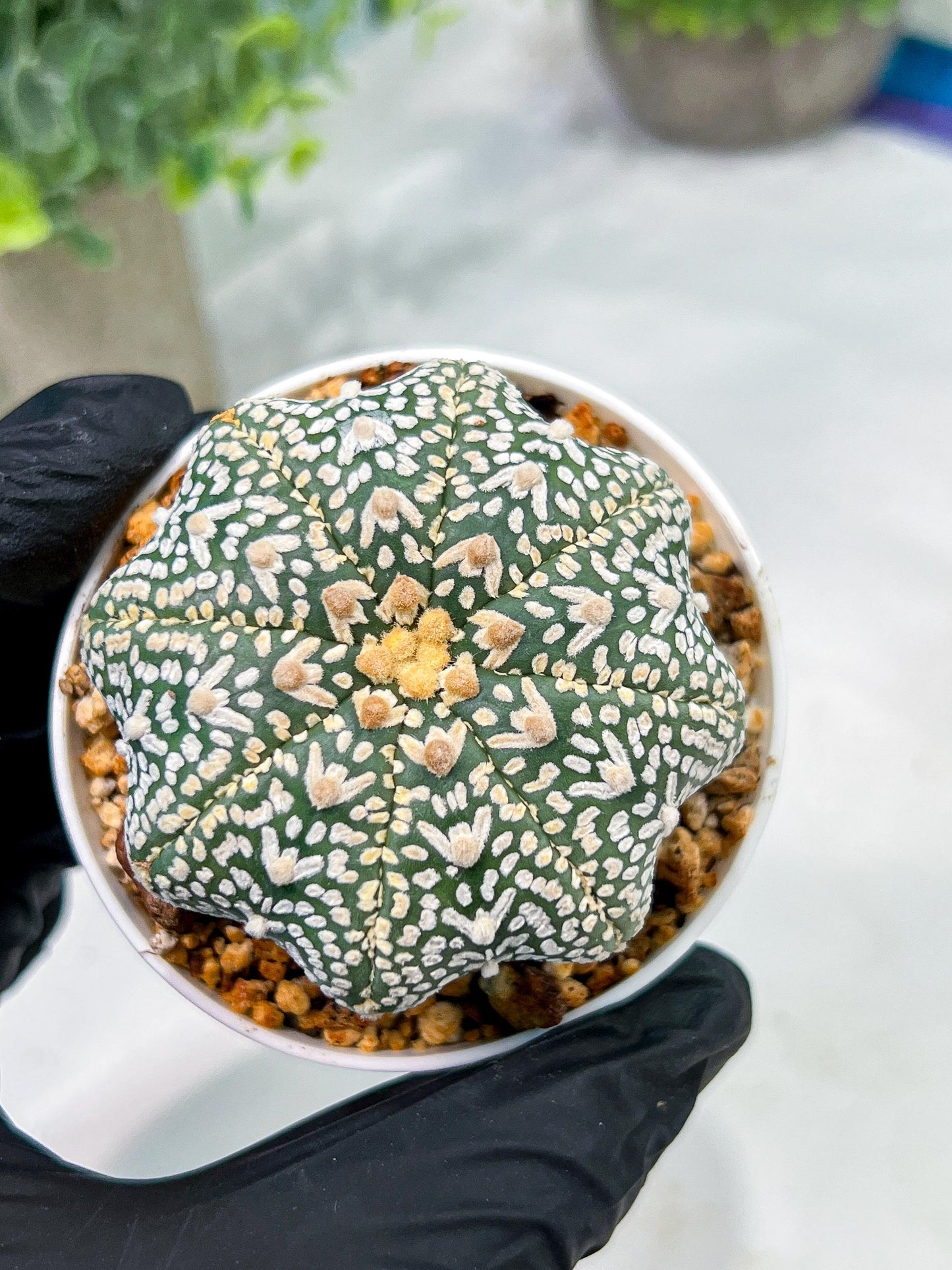 Custom Order- We’ll send you the exact live plant pictured (T4) (Y6) | Ship from USA | 3" Pot