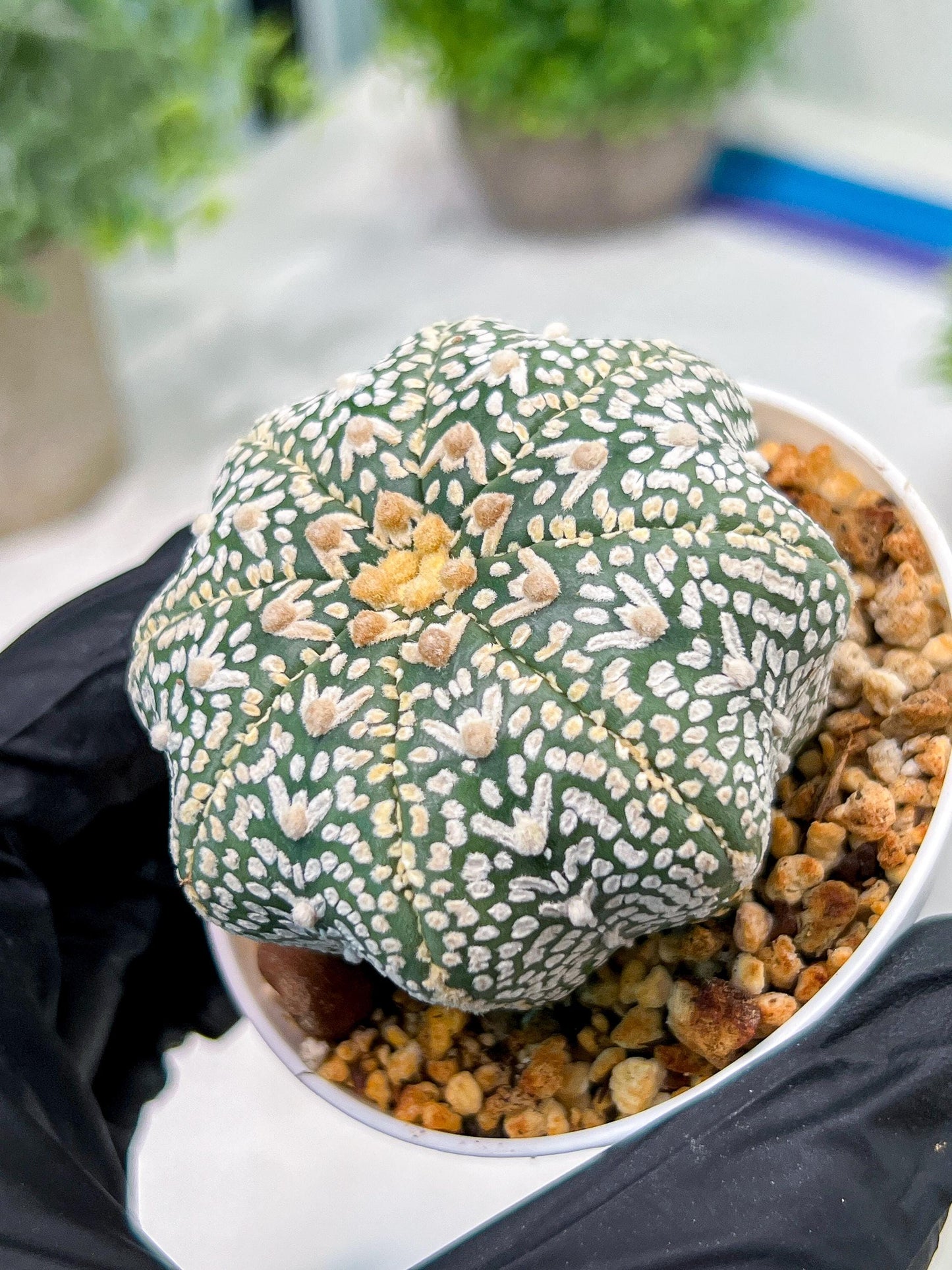Custom Order- We’ll send you the exact live plant pictured (T4) (Y6) | Ship from USA | 3" Pot