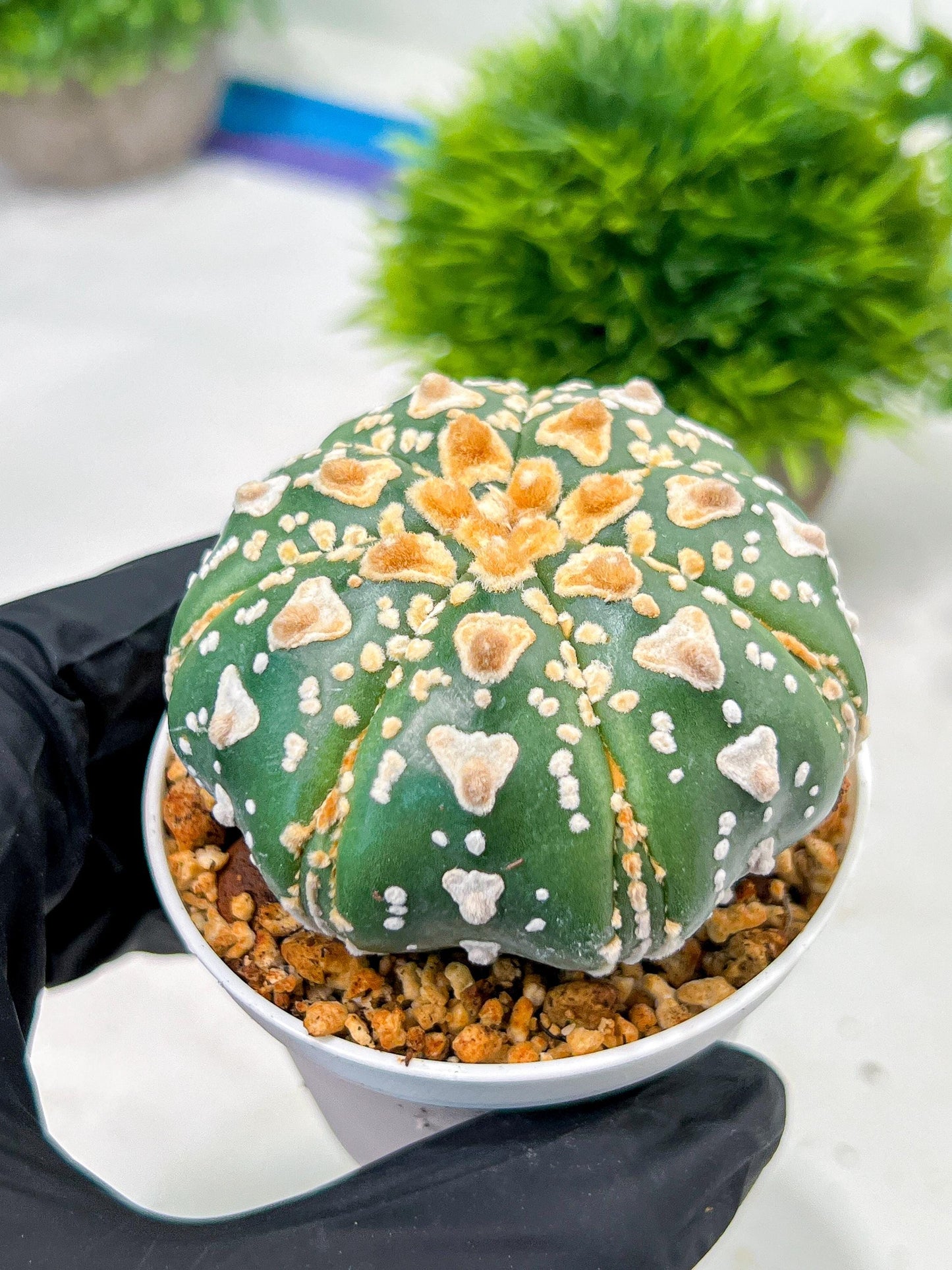 Custom Order- We’ll send you the exact live plant pictured (T4) (y7) | Las Vegas Seller | 3" Pot